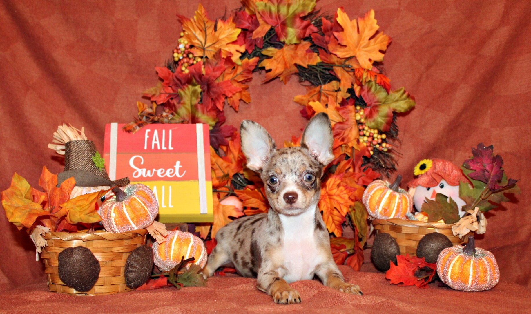 QiQi and Feliz's Litter image 4
