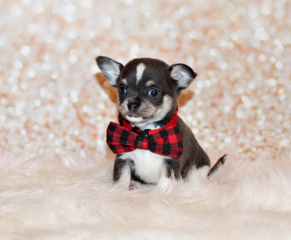 Bibiana/Javi's Litter - Gorgeous Small Apple Heads image 6