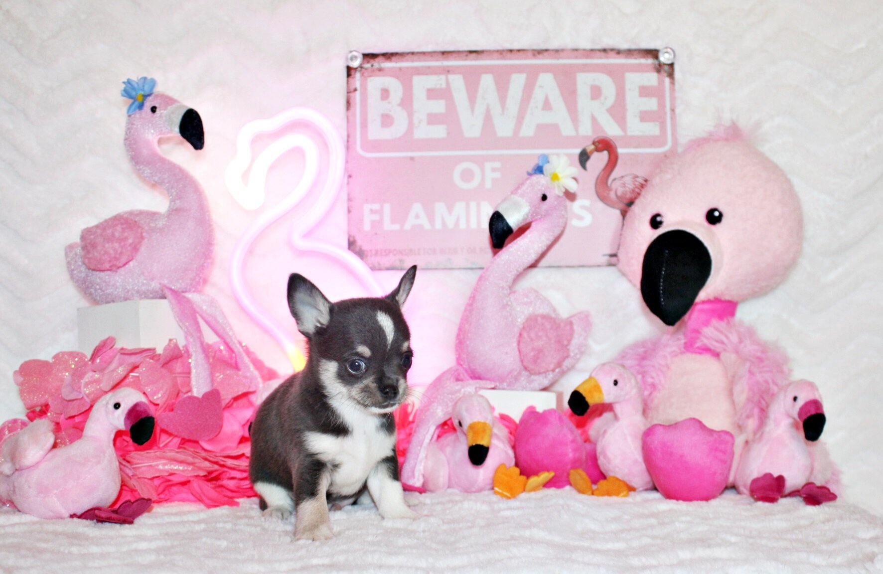 Bibiana/Javi's Litter - Gorgeous Small Apple Heads image 5