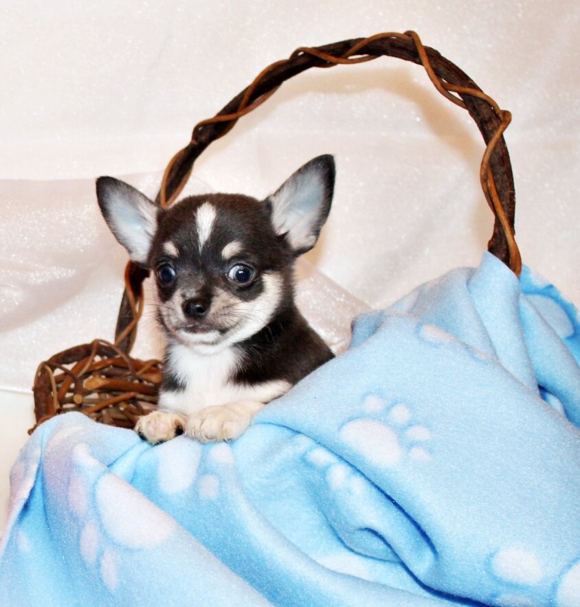 Bibiana/Javi's Litter - Gorgeous Small Apple Heads image 4