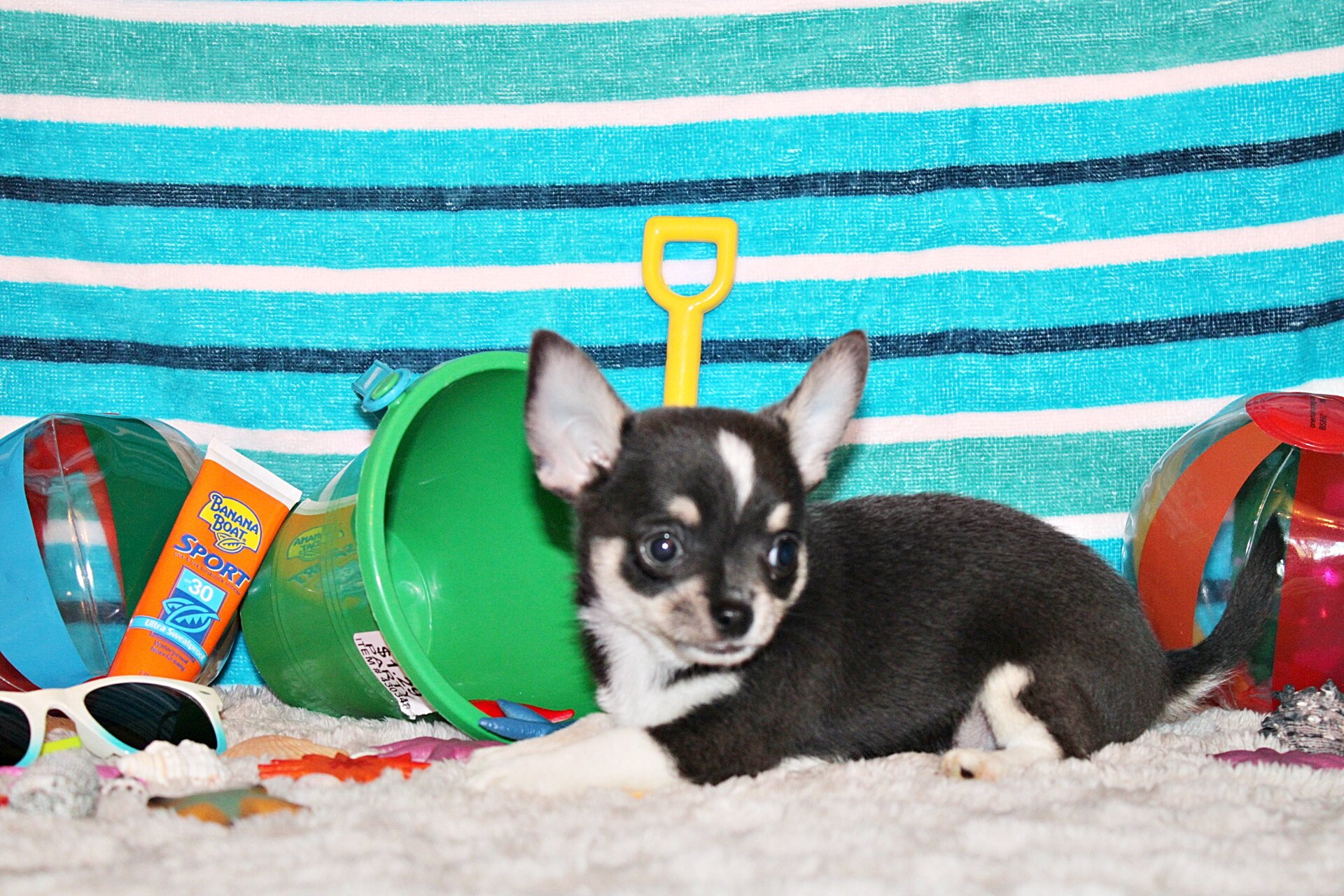 Bibiana/Javi's Litter - Gorgeous Small Apple Heads image 3