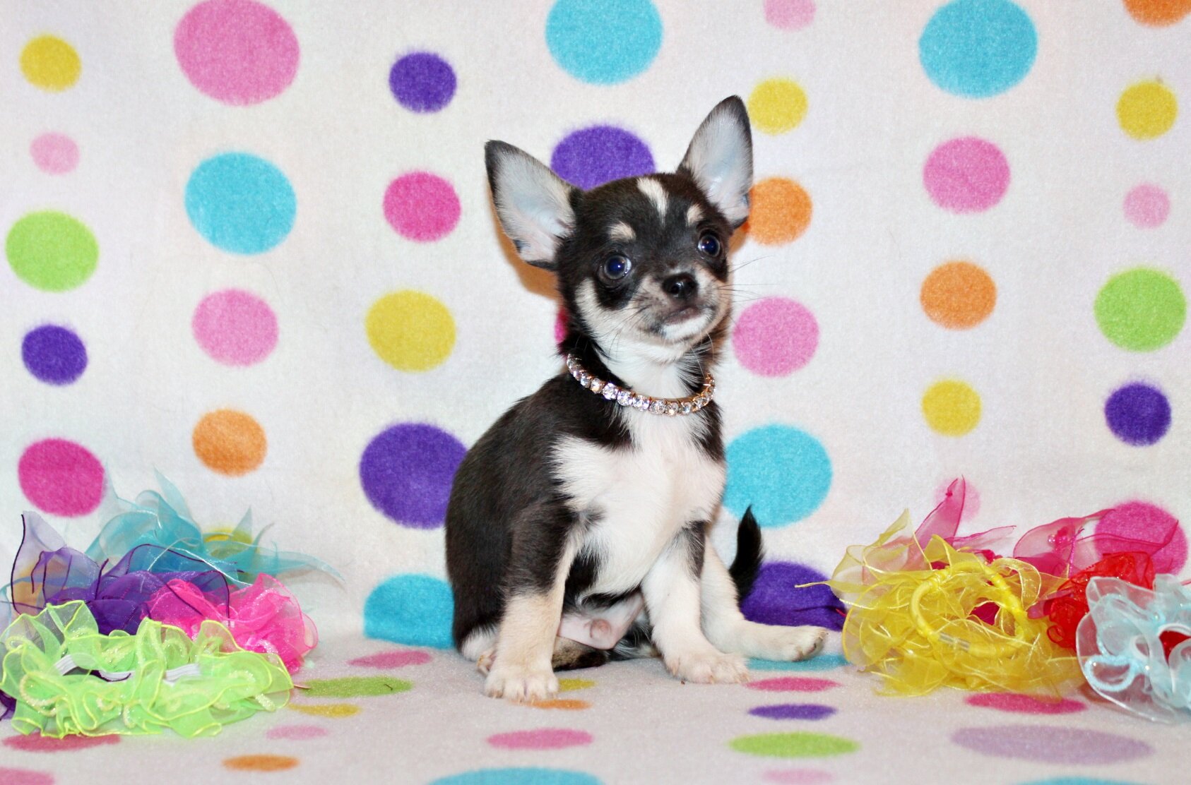Bibiana/Javi's Litter - Gorgeous Small Apple Heads image 2
