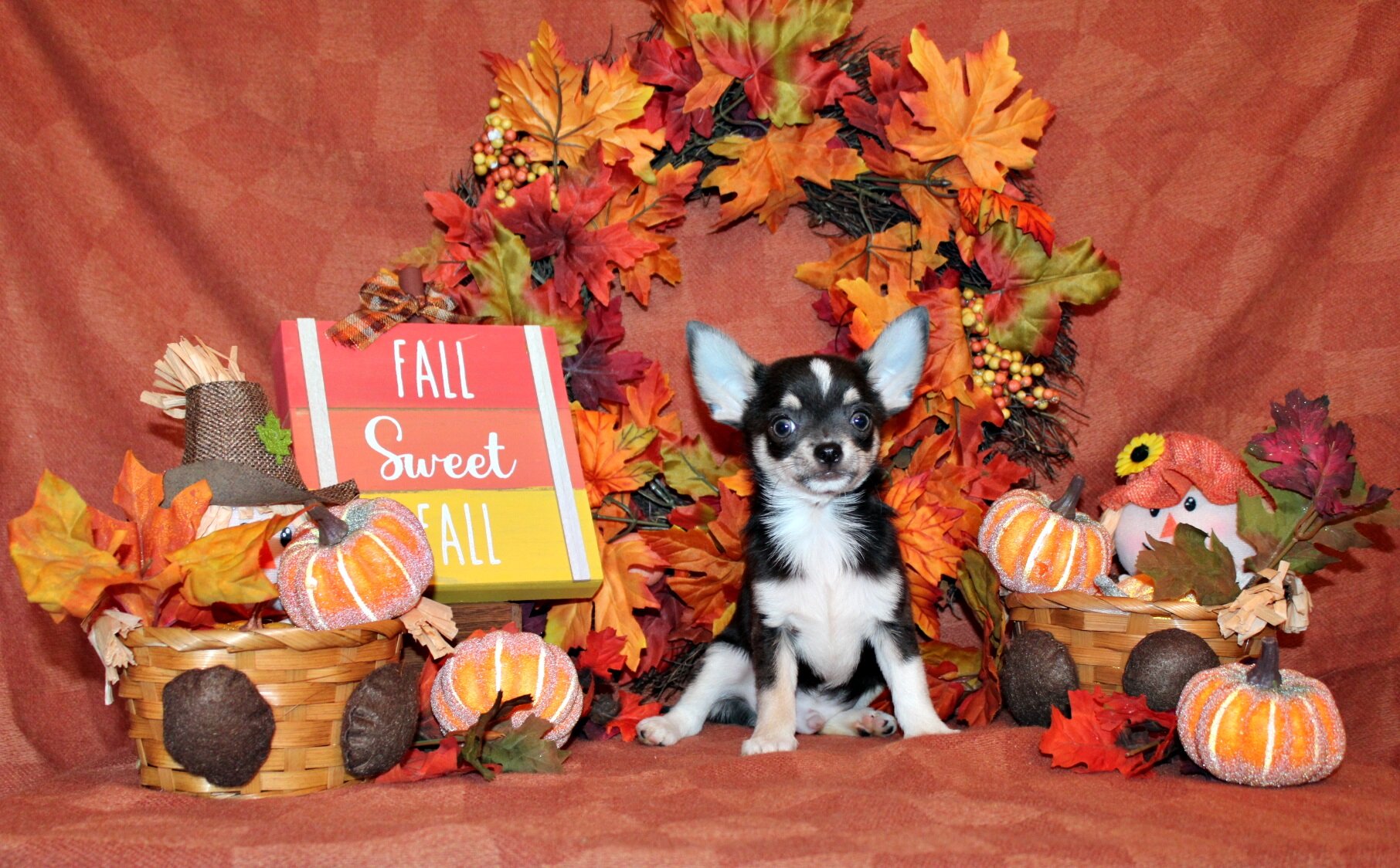 Bibiana/Javi's Litter - Gorgeous Small Apple Heads image 1