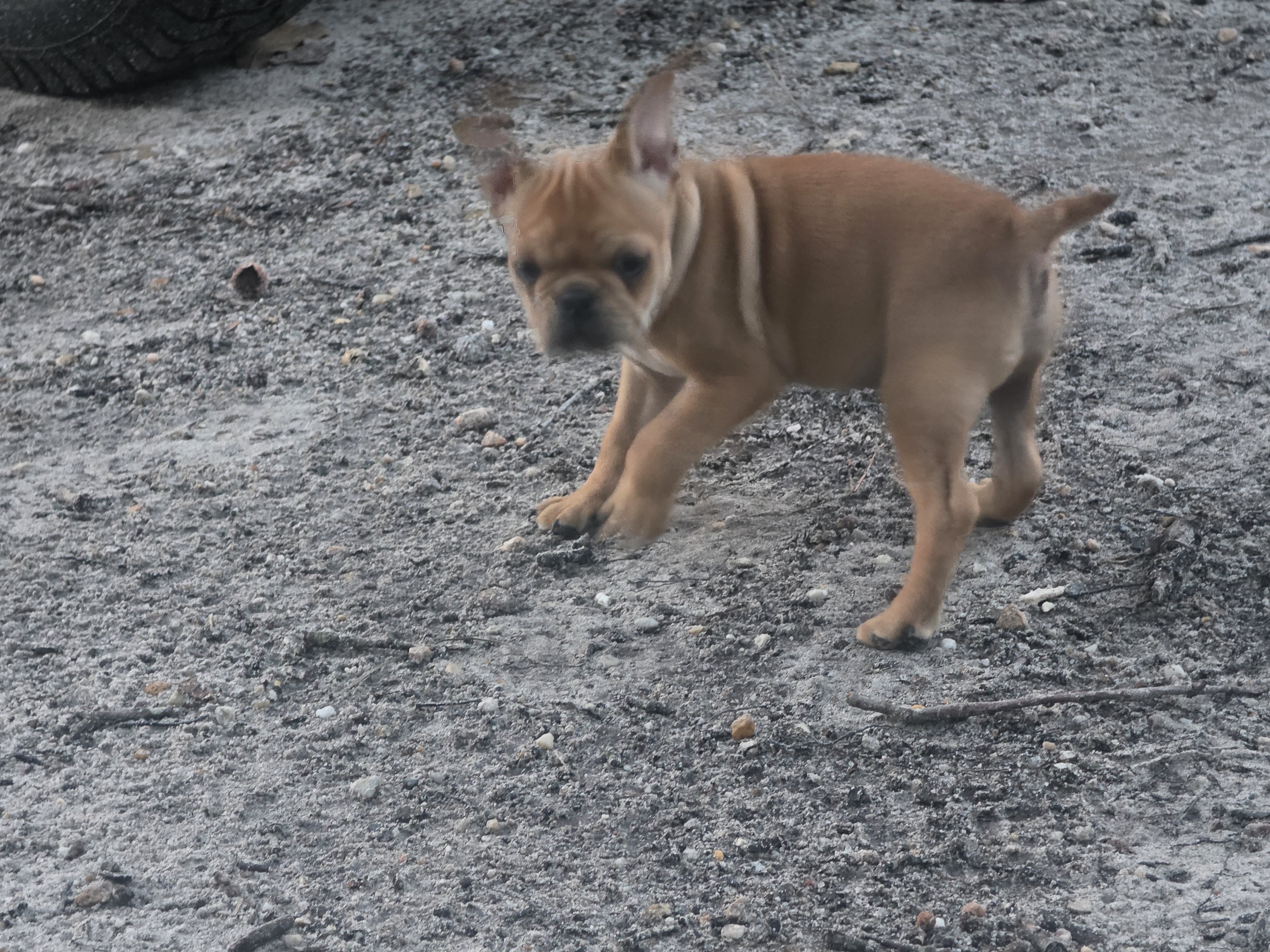 Fenchton puppies image 2