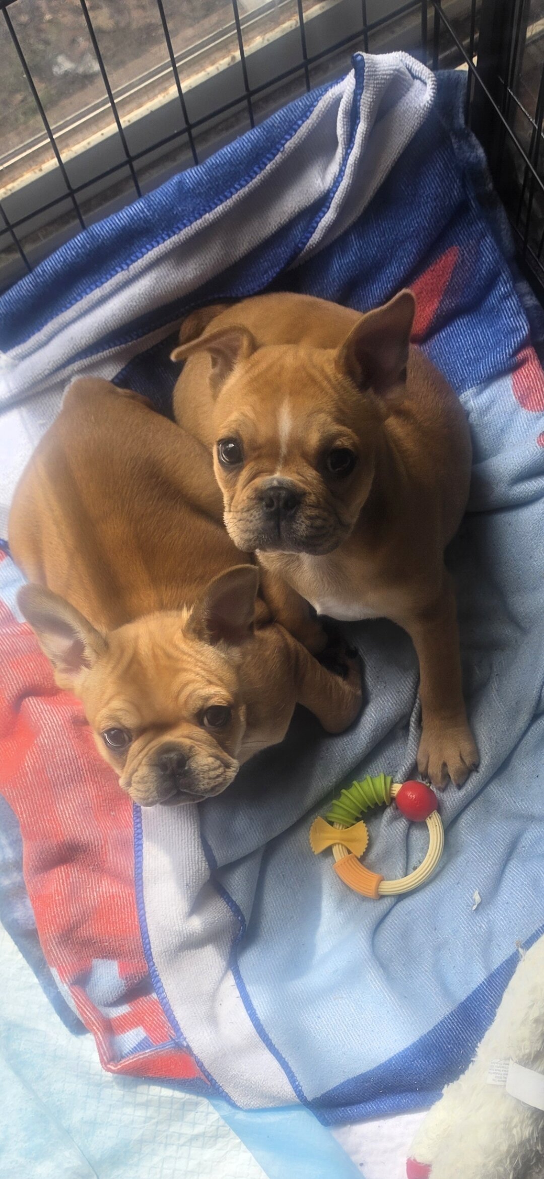Fenchton puppies image 3