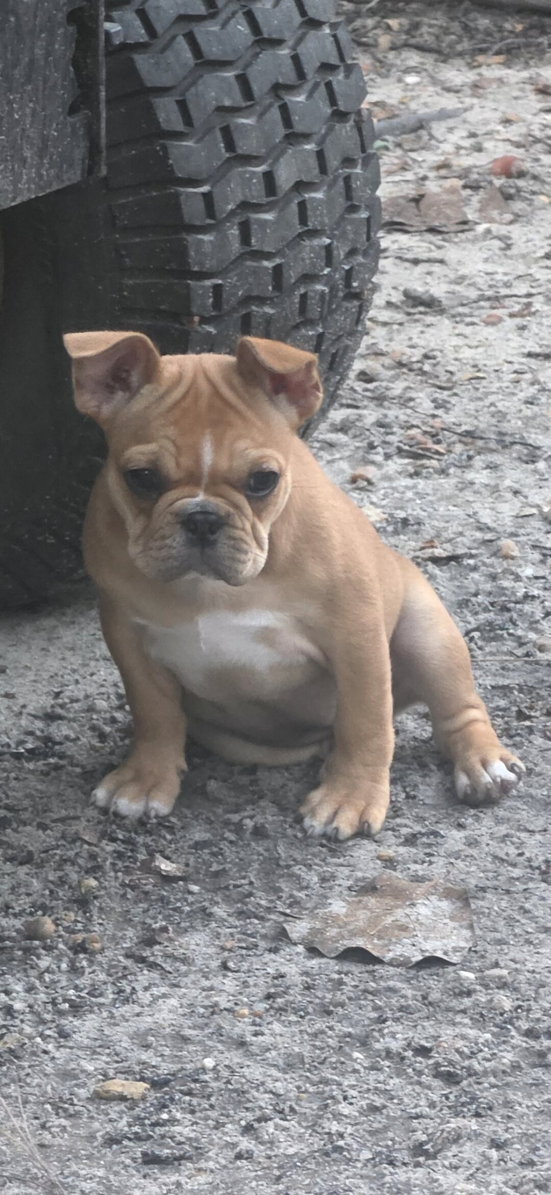 Fenchton puppies image 1