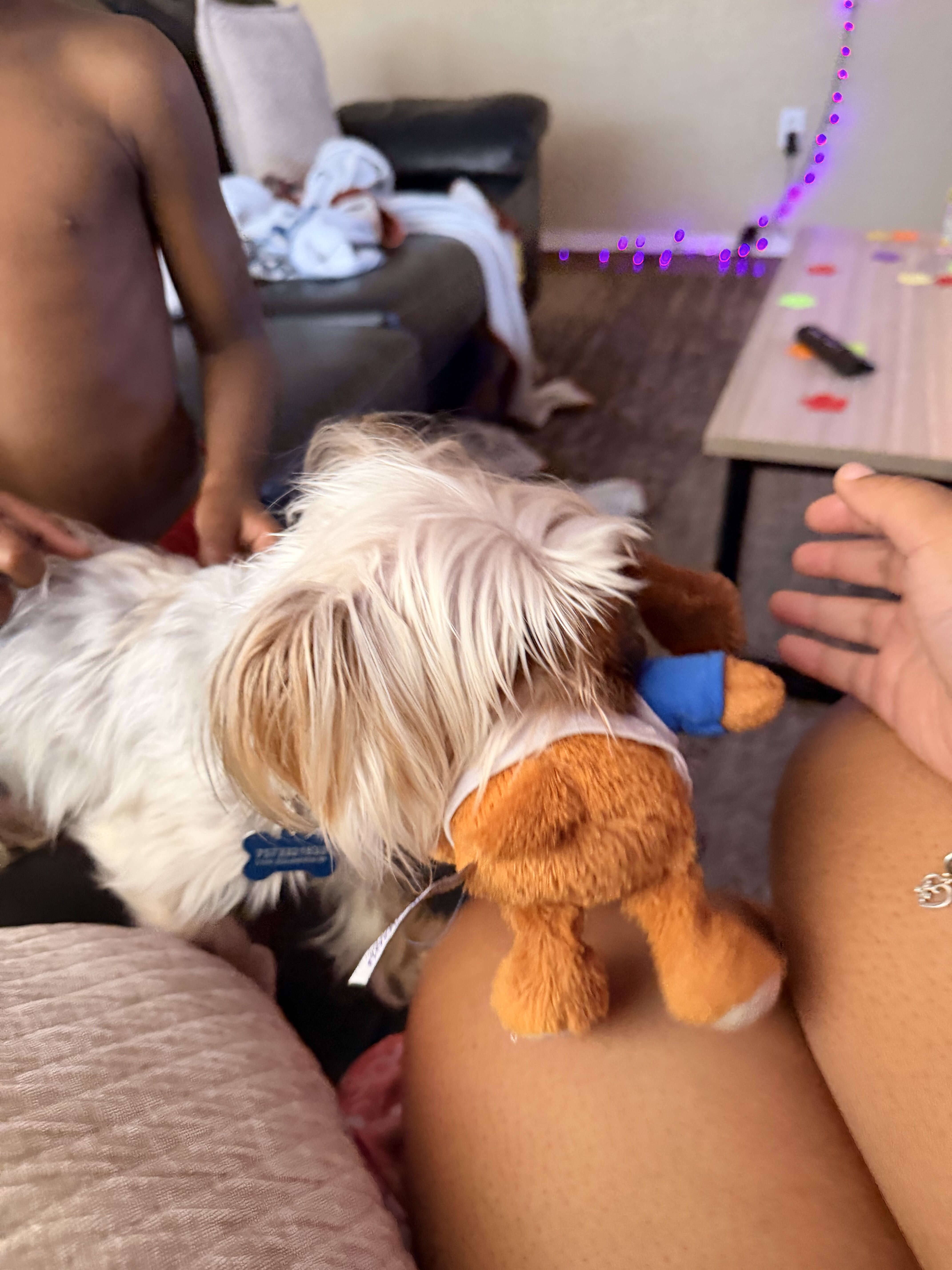 Dog image 4