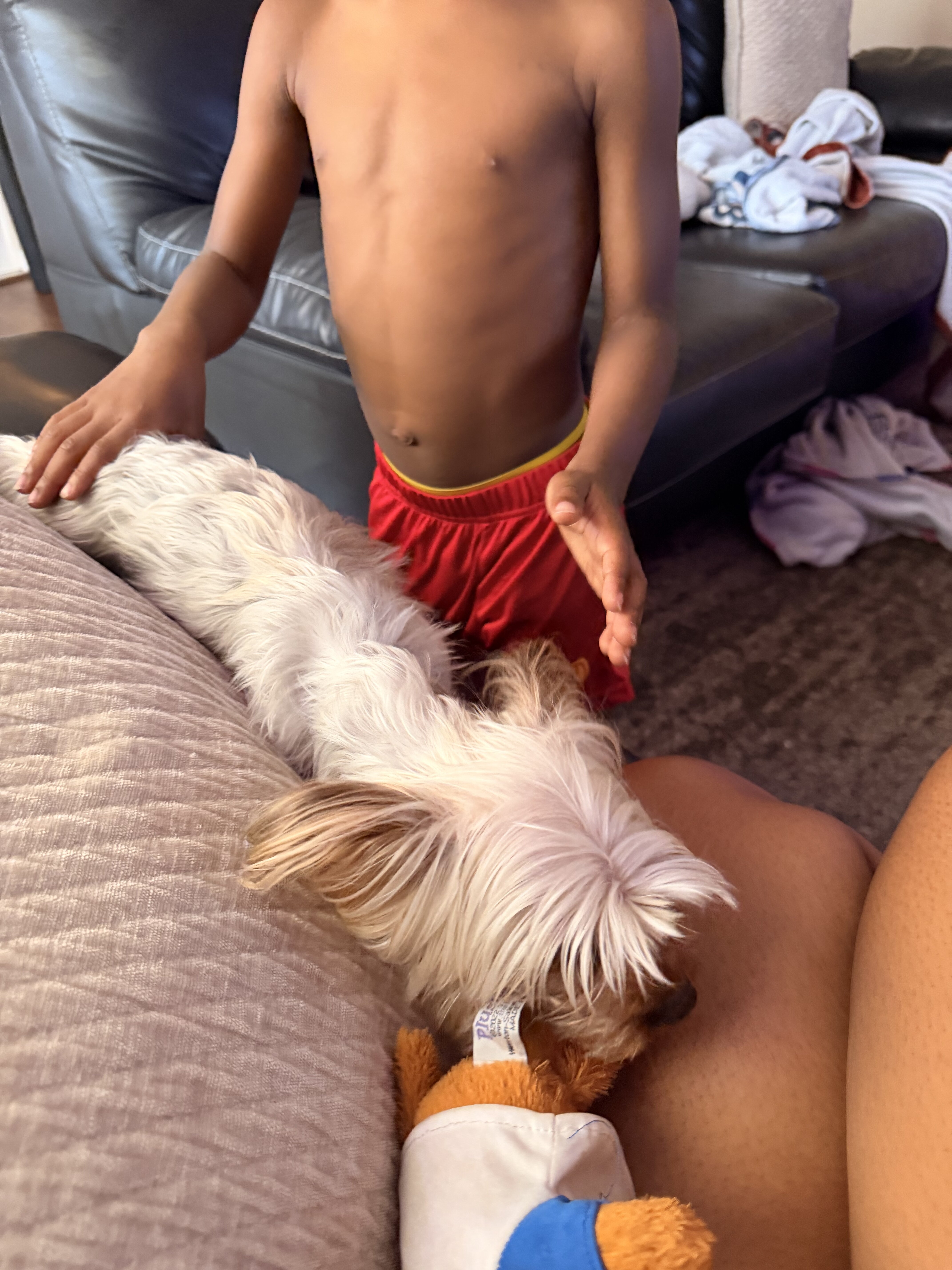 Dog image 5