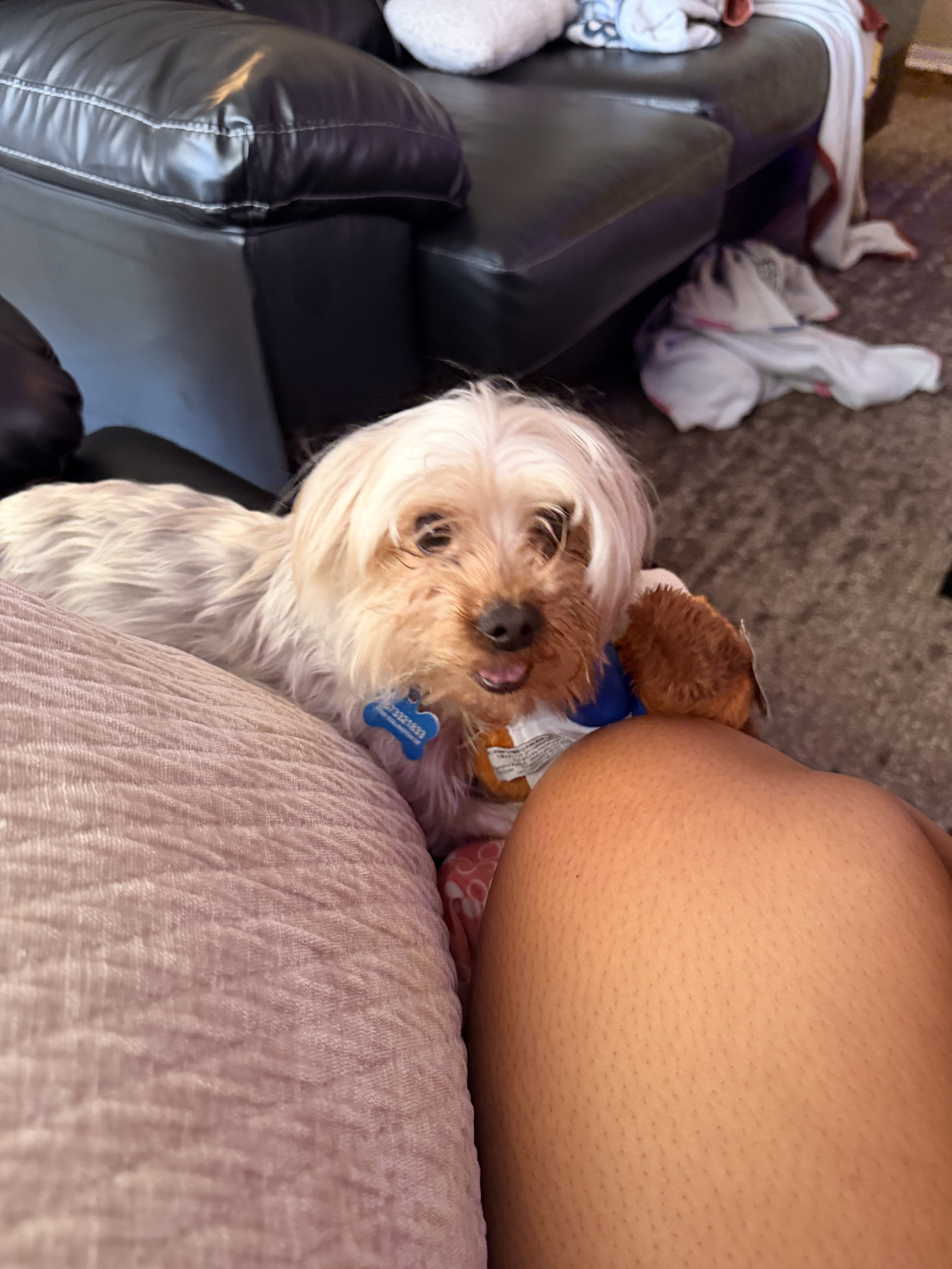 Dog image 3