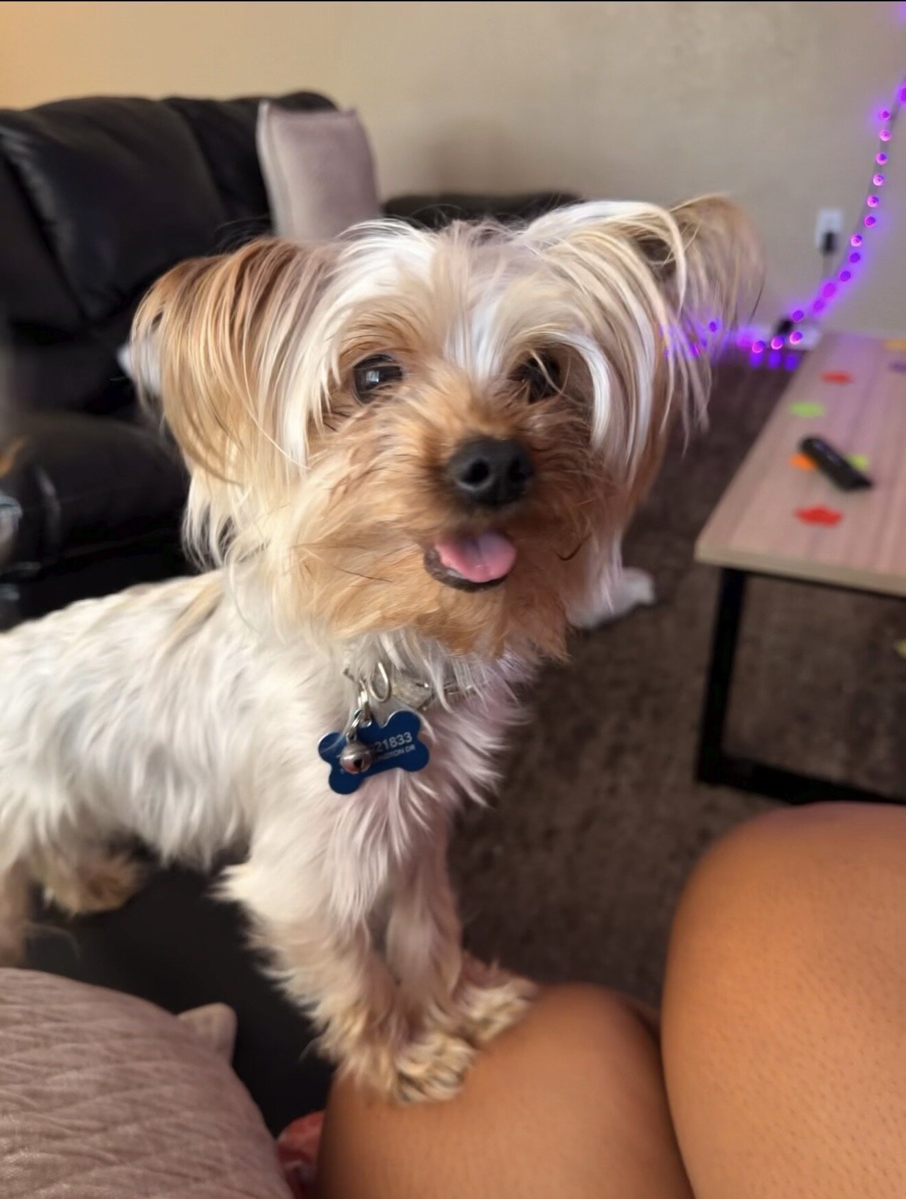 Dog image 2