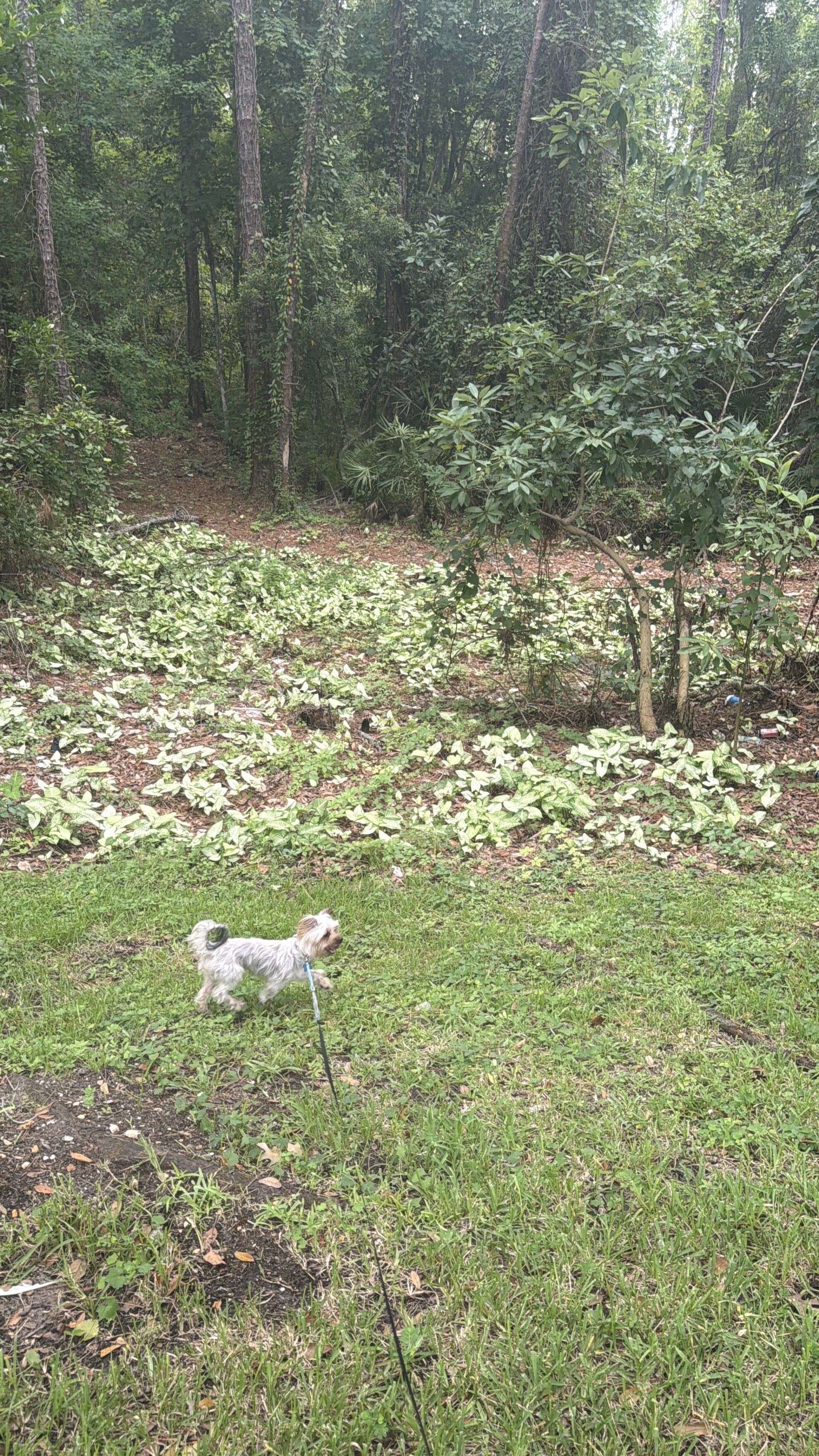 Dog image 1