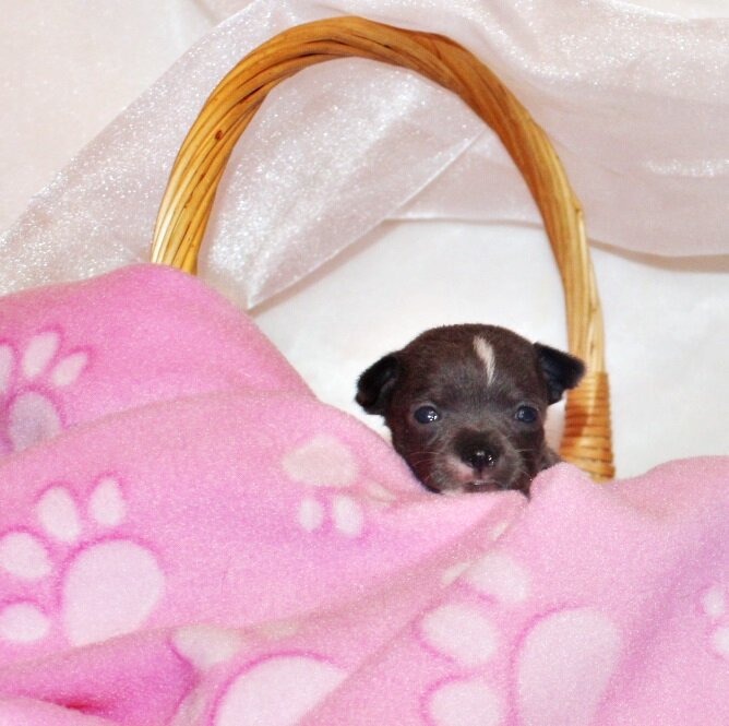 Zari and Javi's Litter - Tiny Apple Head Babies image 4