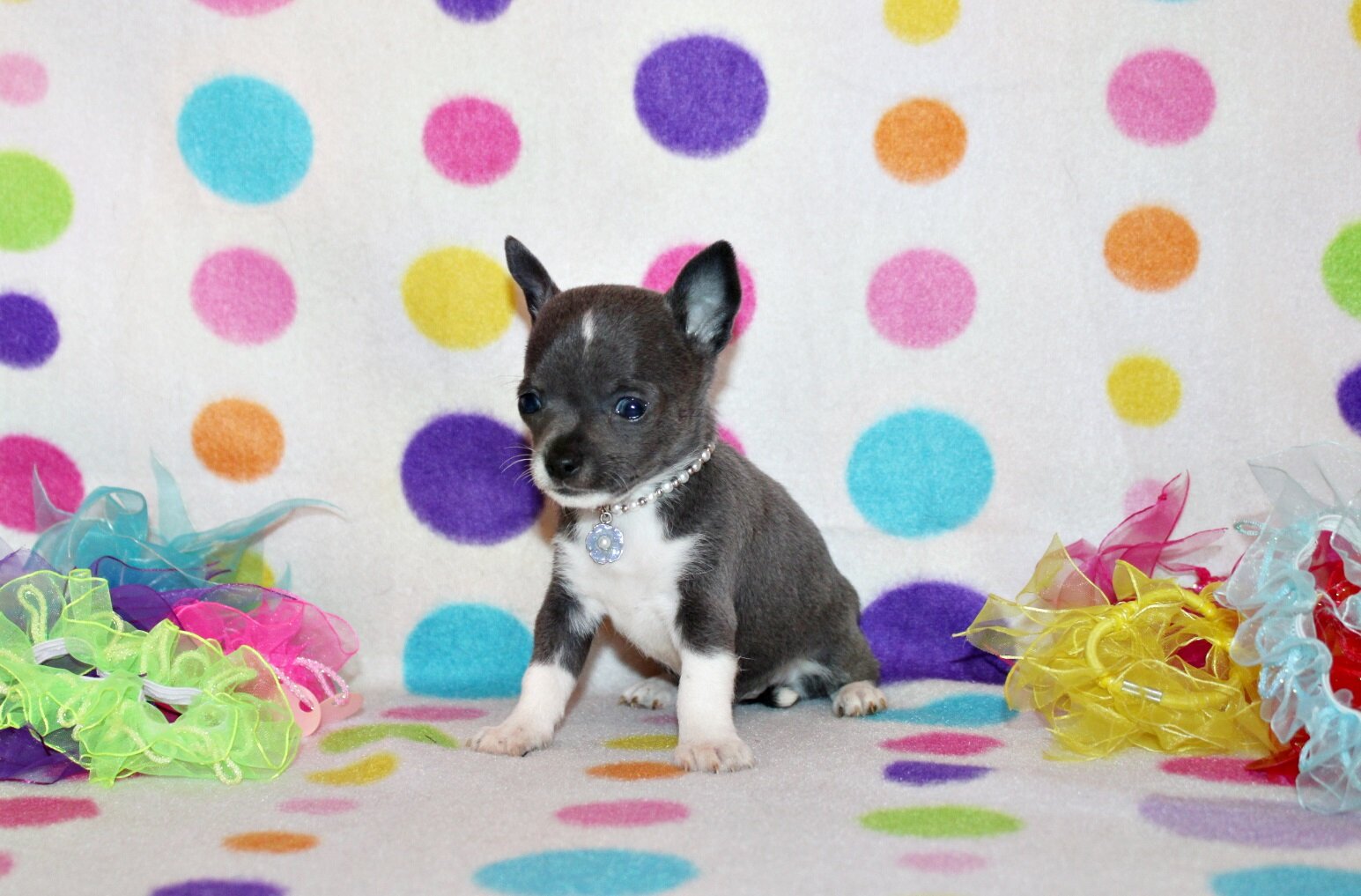 Zari and Javi's Litter - Tiny Apple Head Babies image 3
