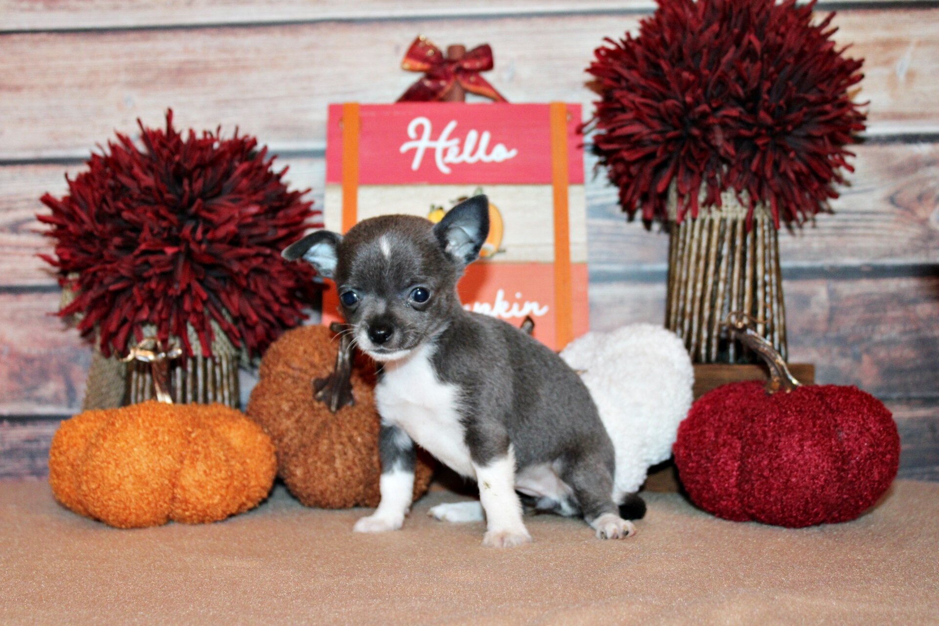 Zari and Javi's Litter - Tiny Apple Head Babies image 2