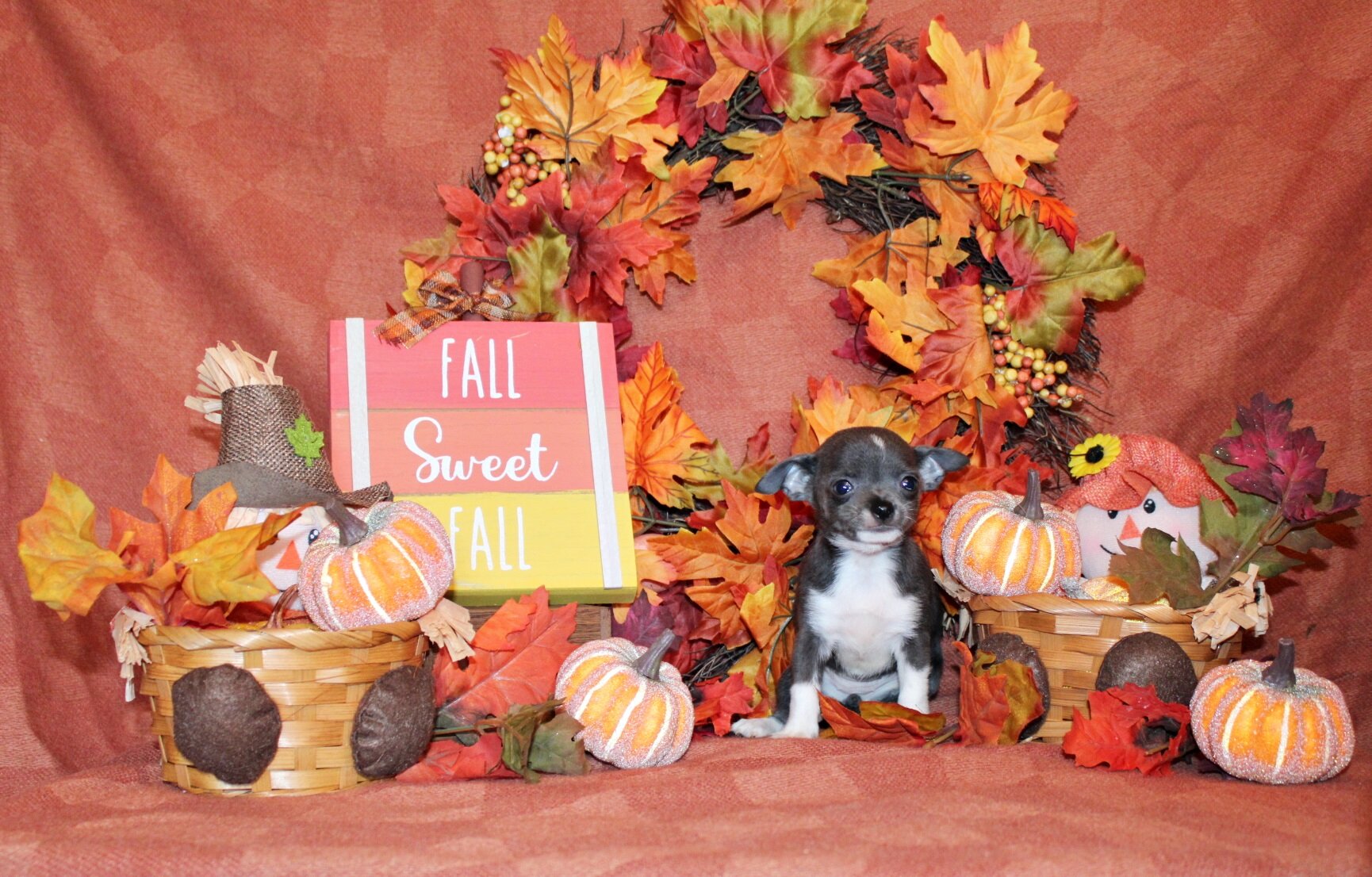 Zari and Javi's Litter - Tiny Apple Head Babies image 1