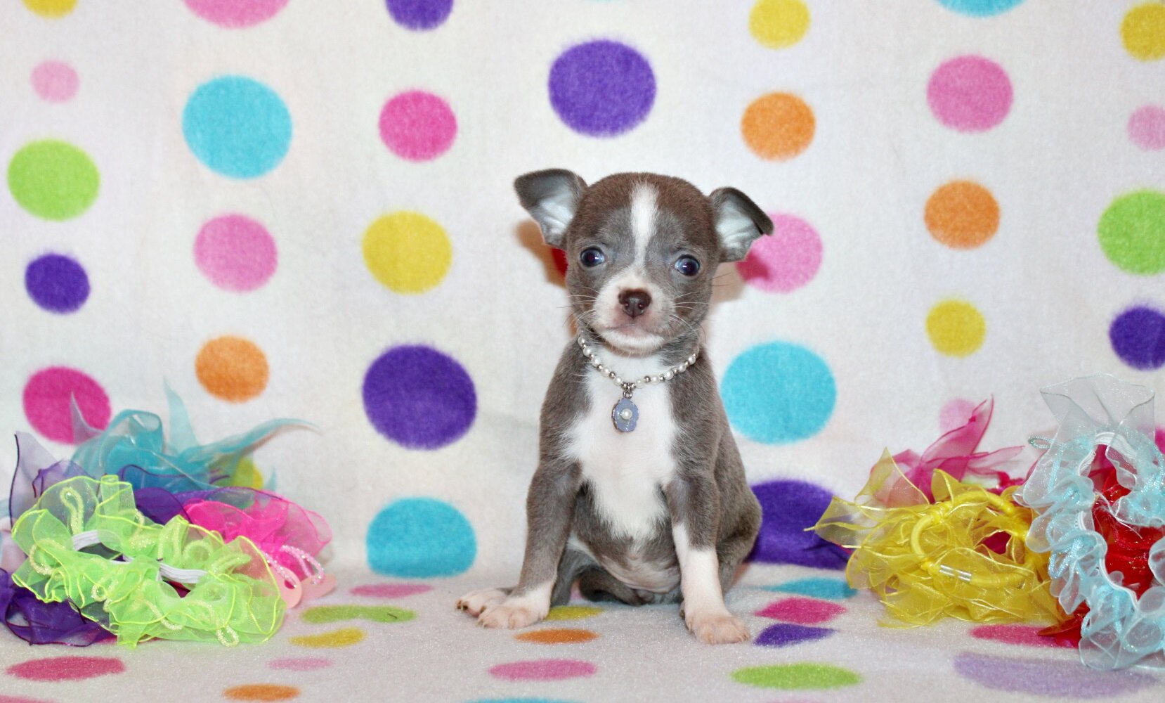 Zari and Javi's Litter - Tiny Apple Head Babies image 7
