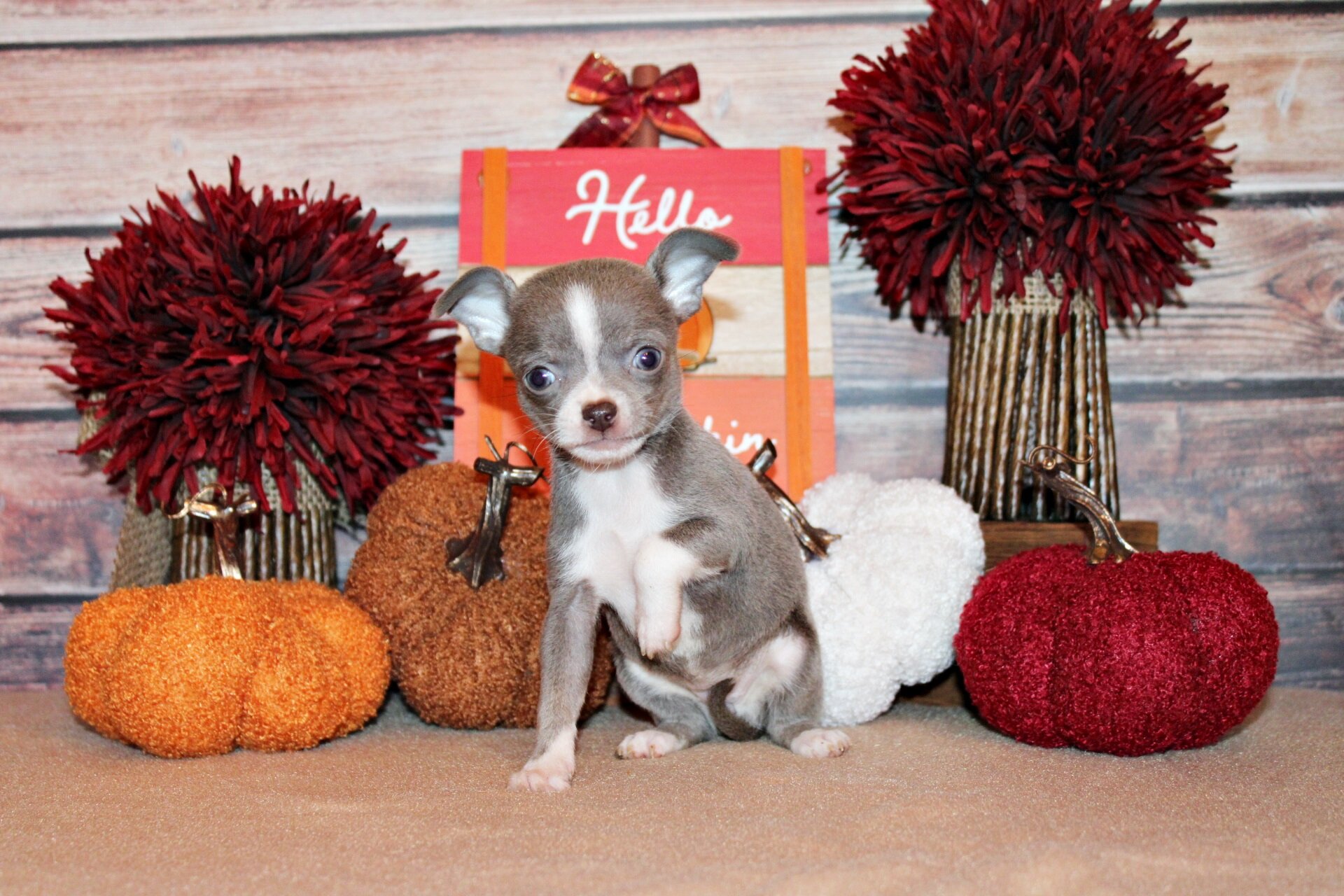 Zari and Javi's Litter - Tiny Apple Head Babies image 6