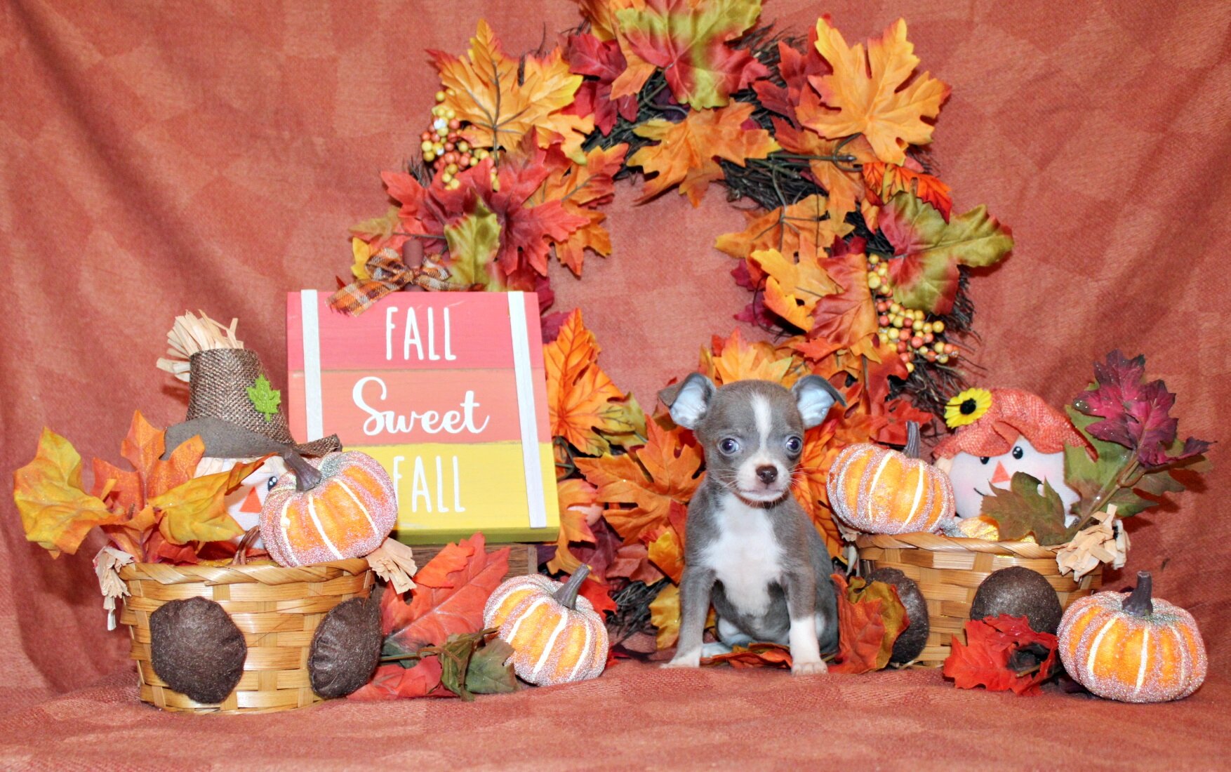 Zari and Javi's Litter - Tiny Apple Head Babies image 5
