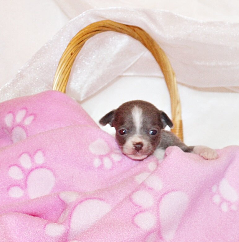 Zari and Javi's Litter - Tiny Apple Head Babies image 8