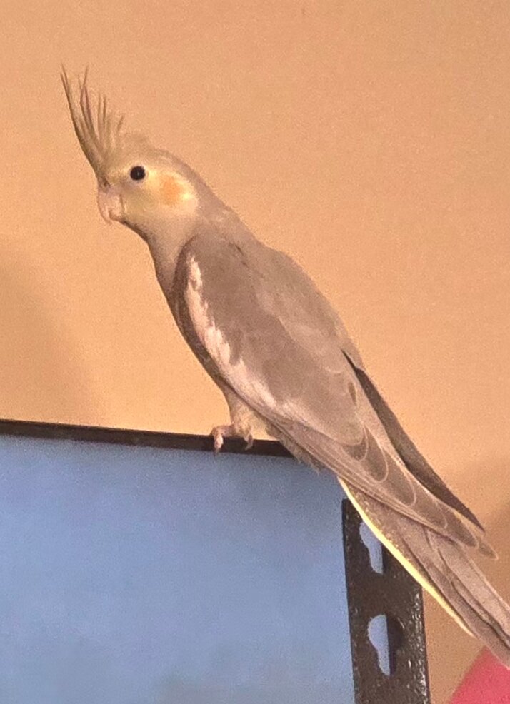 Baby Cockatiels image 2