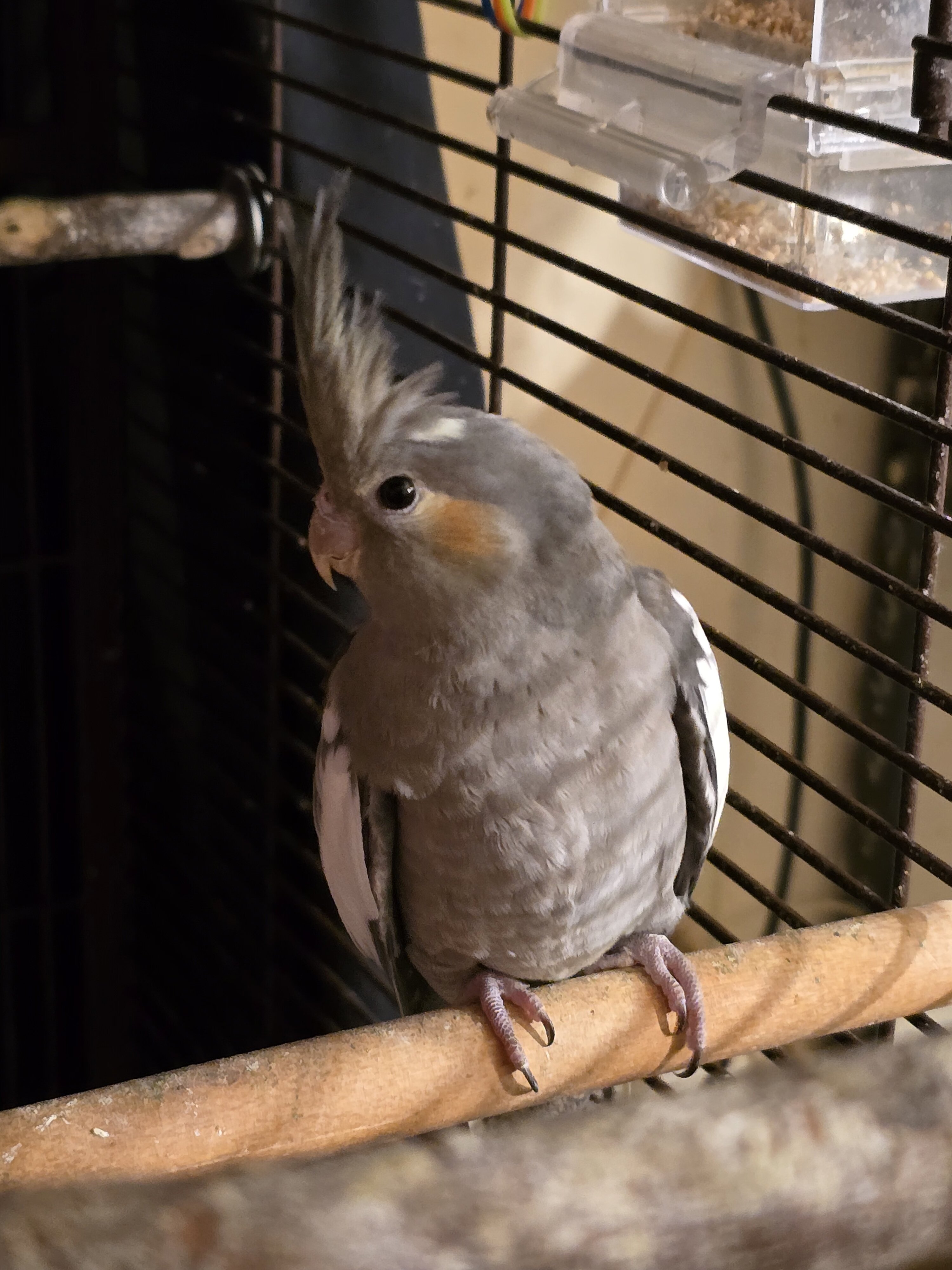 Baby Cockatiels image 1