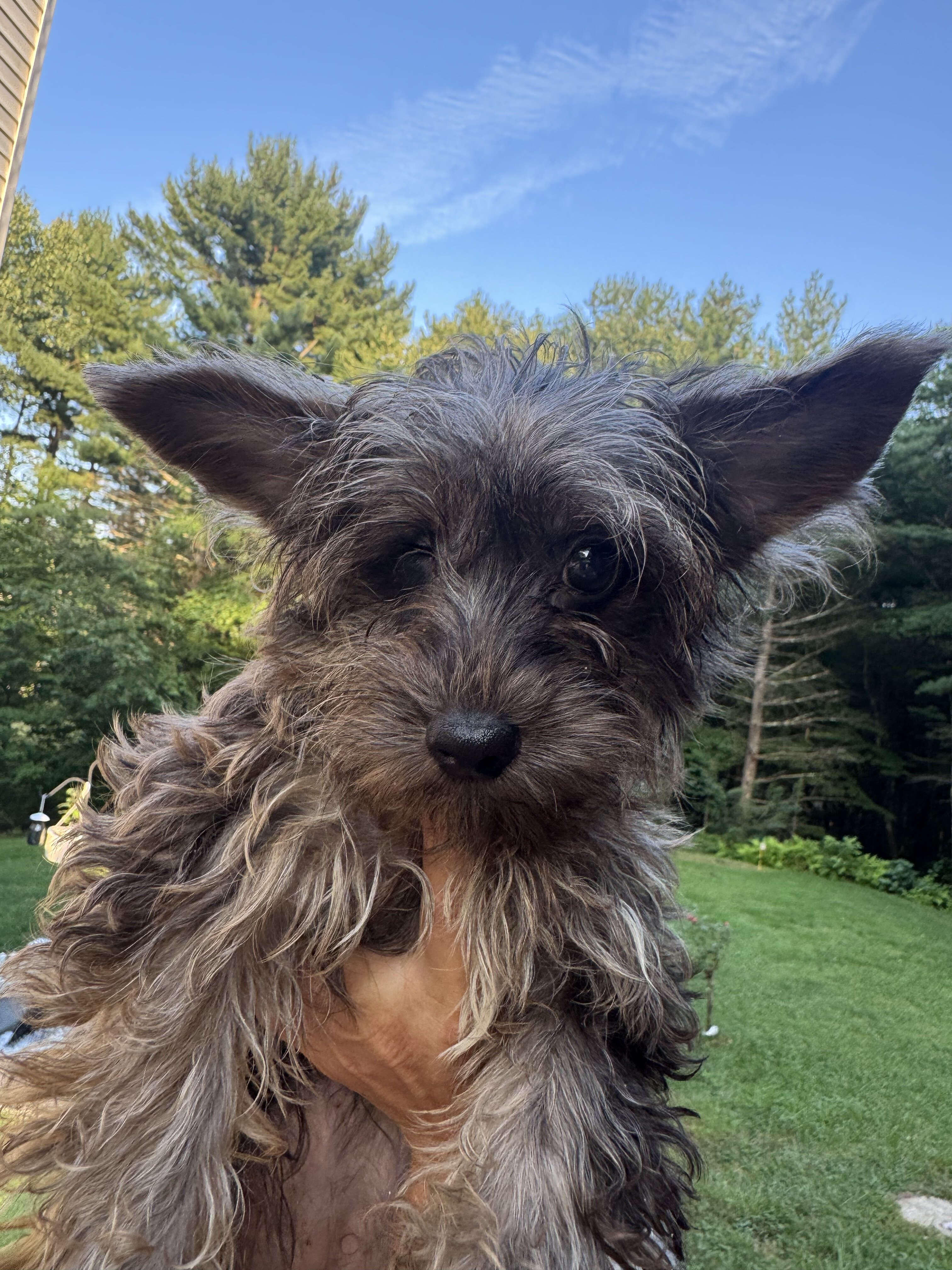 Yorkipoo girl image 2