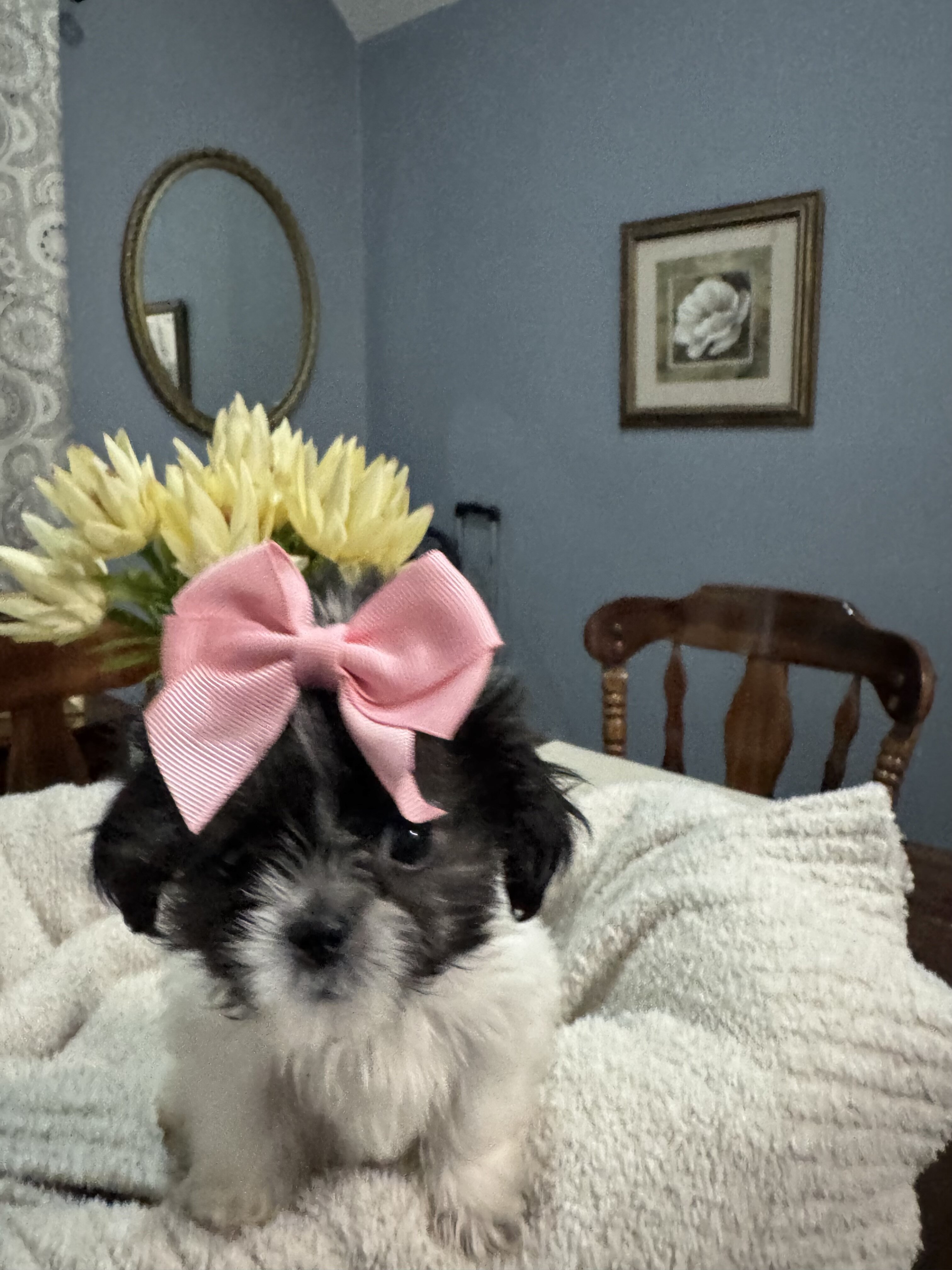 Dog image 2