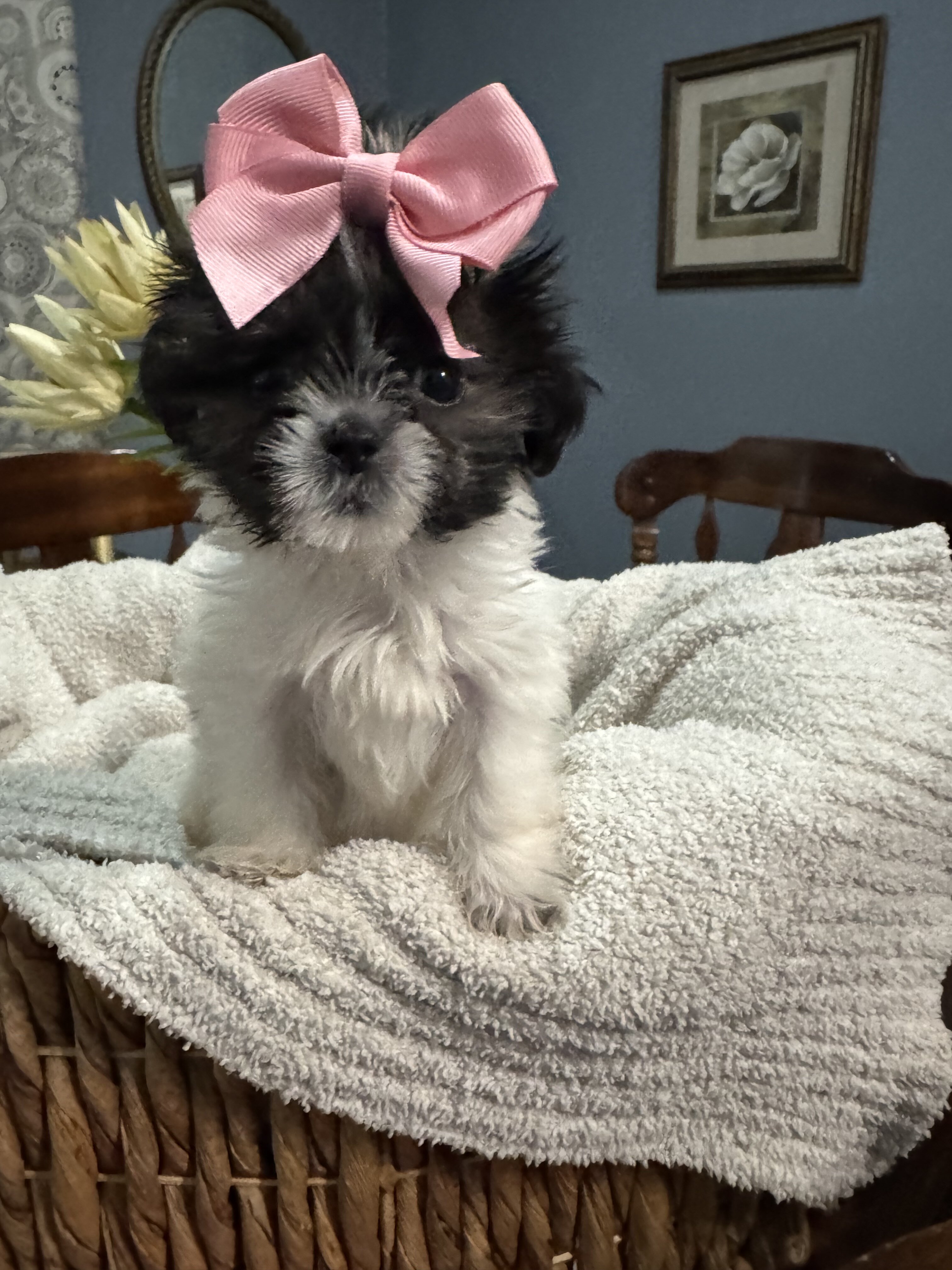 Dog image 3