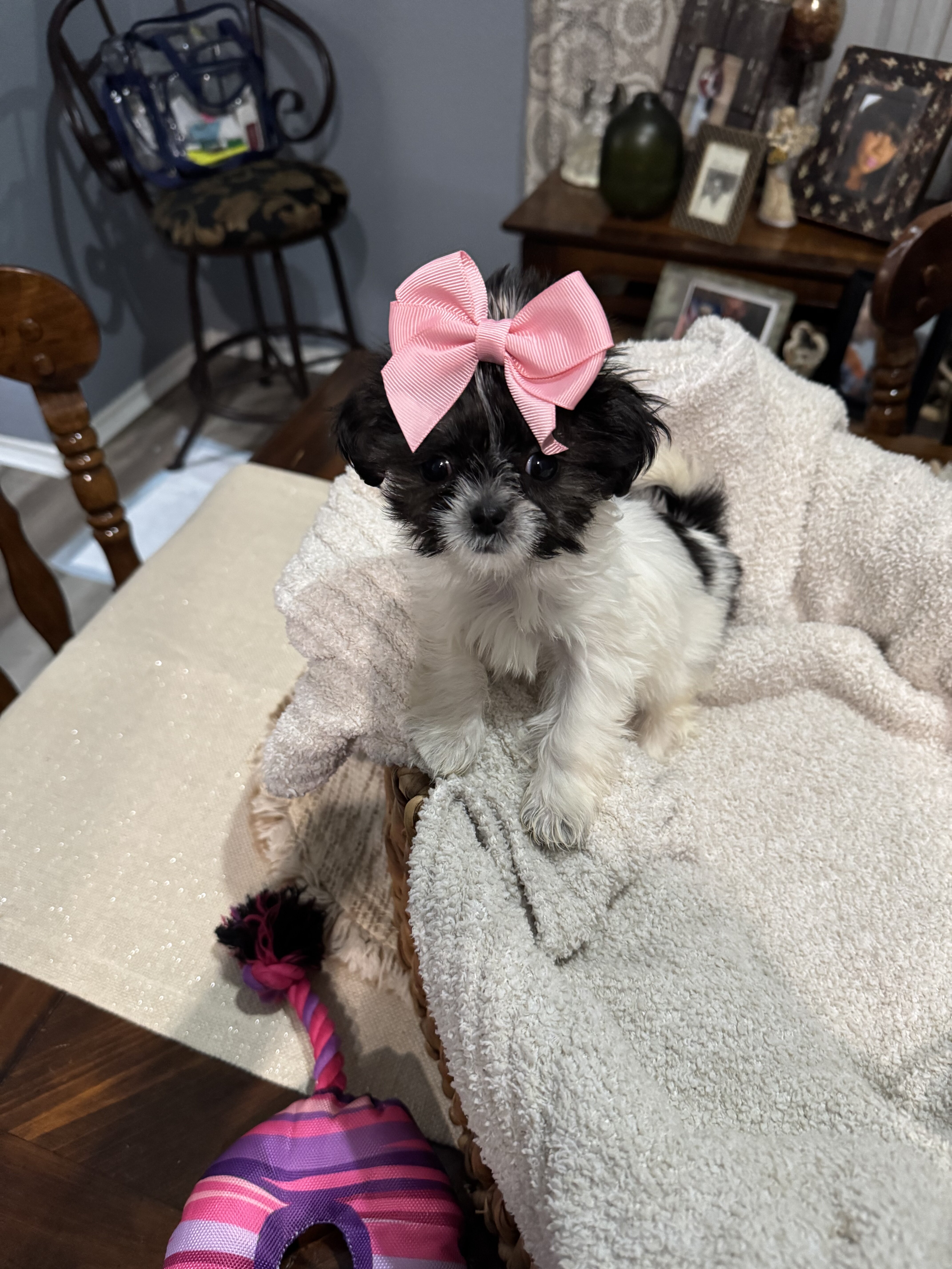 Dog image 4