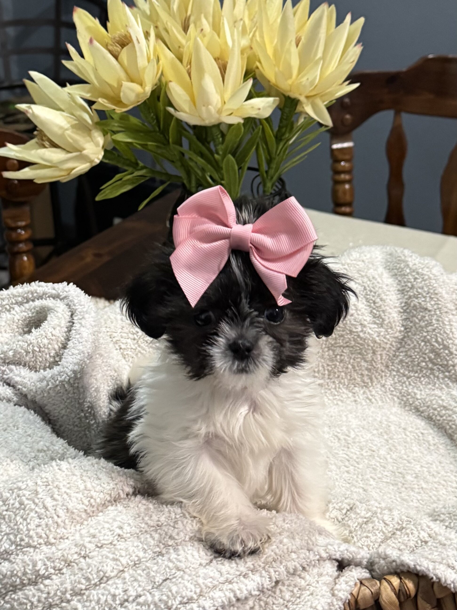 Dog image 1