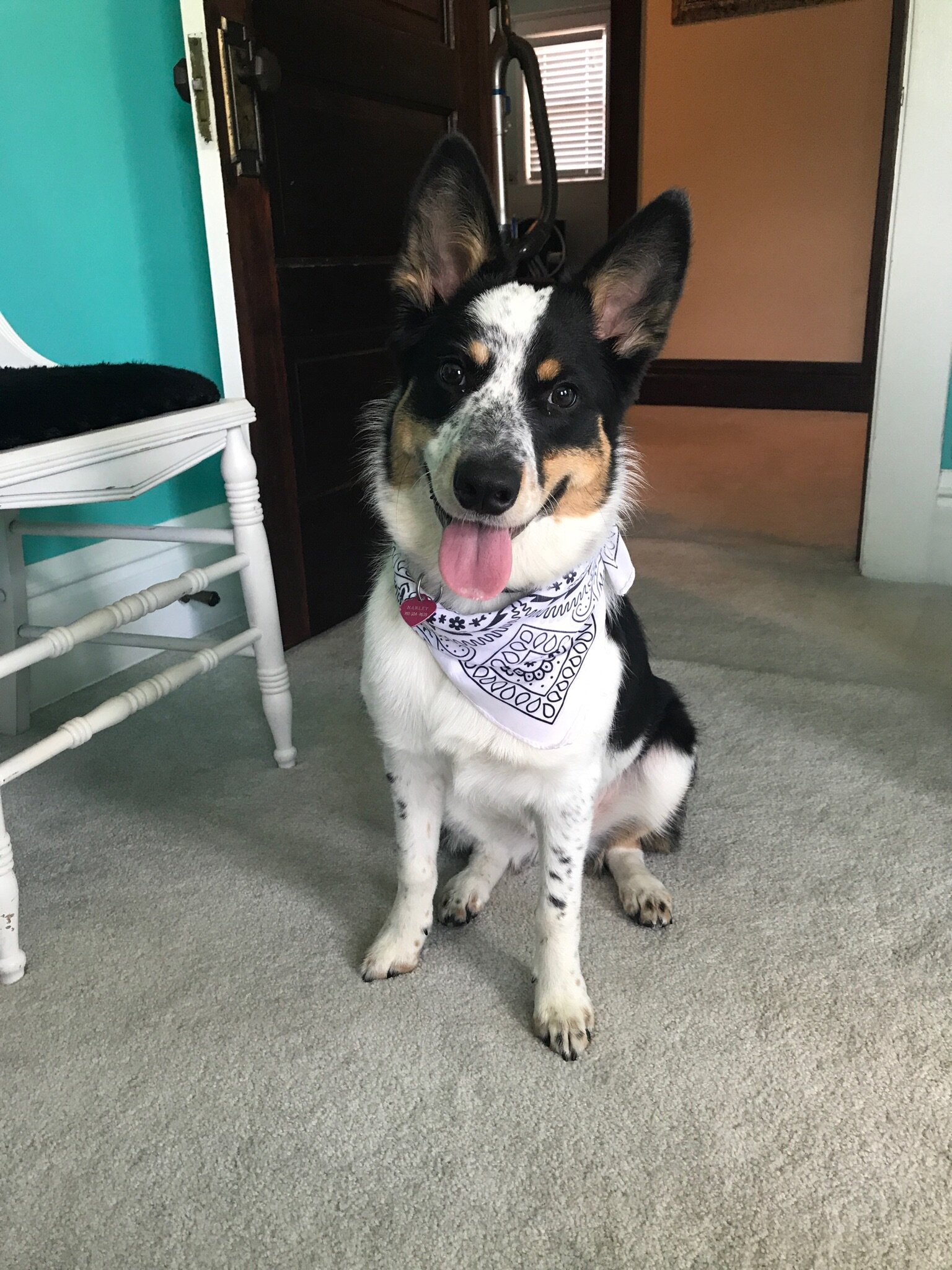 Cattle Dog image 1