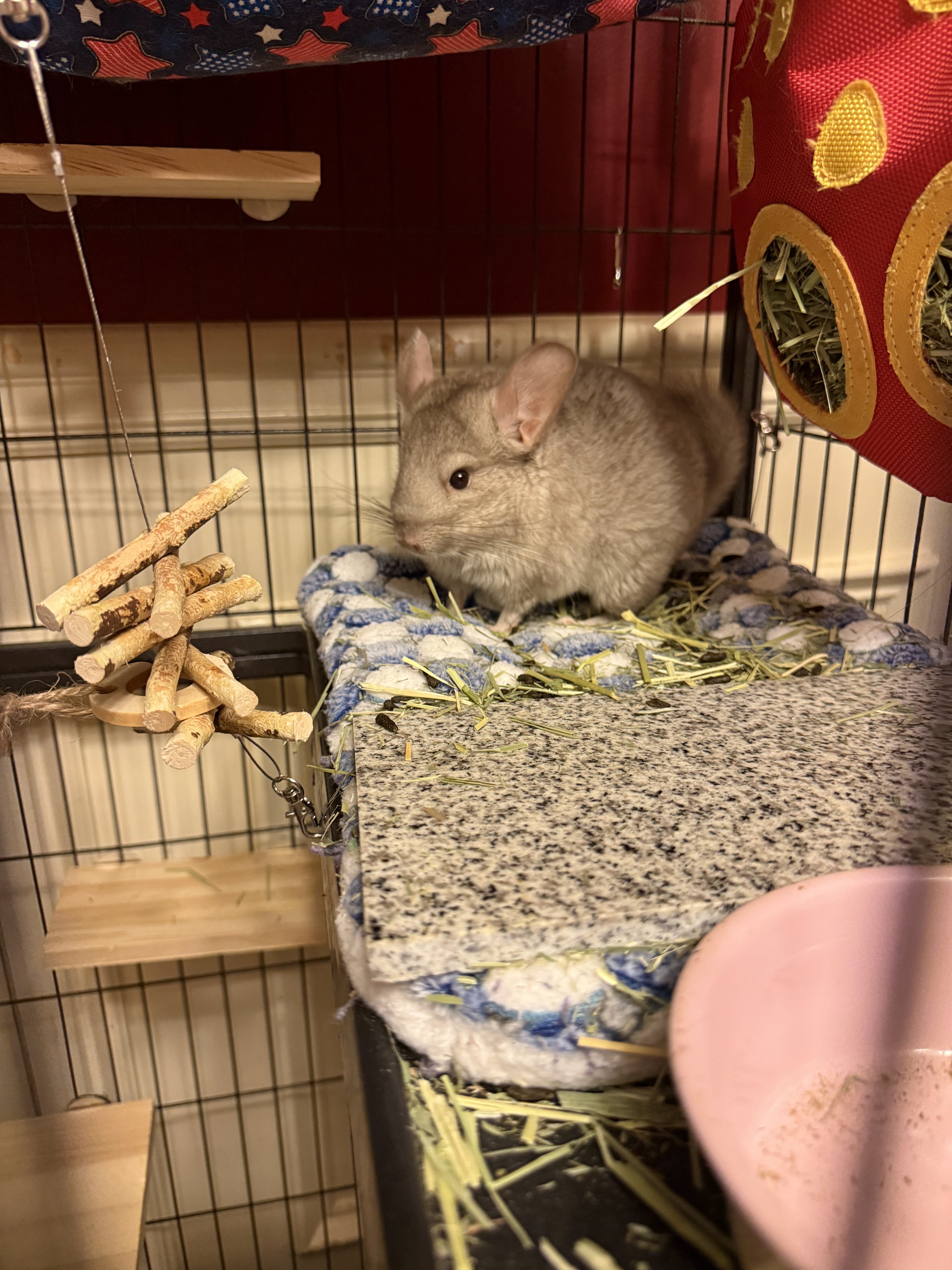 Chinchillas image 3