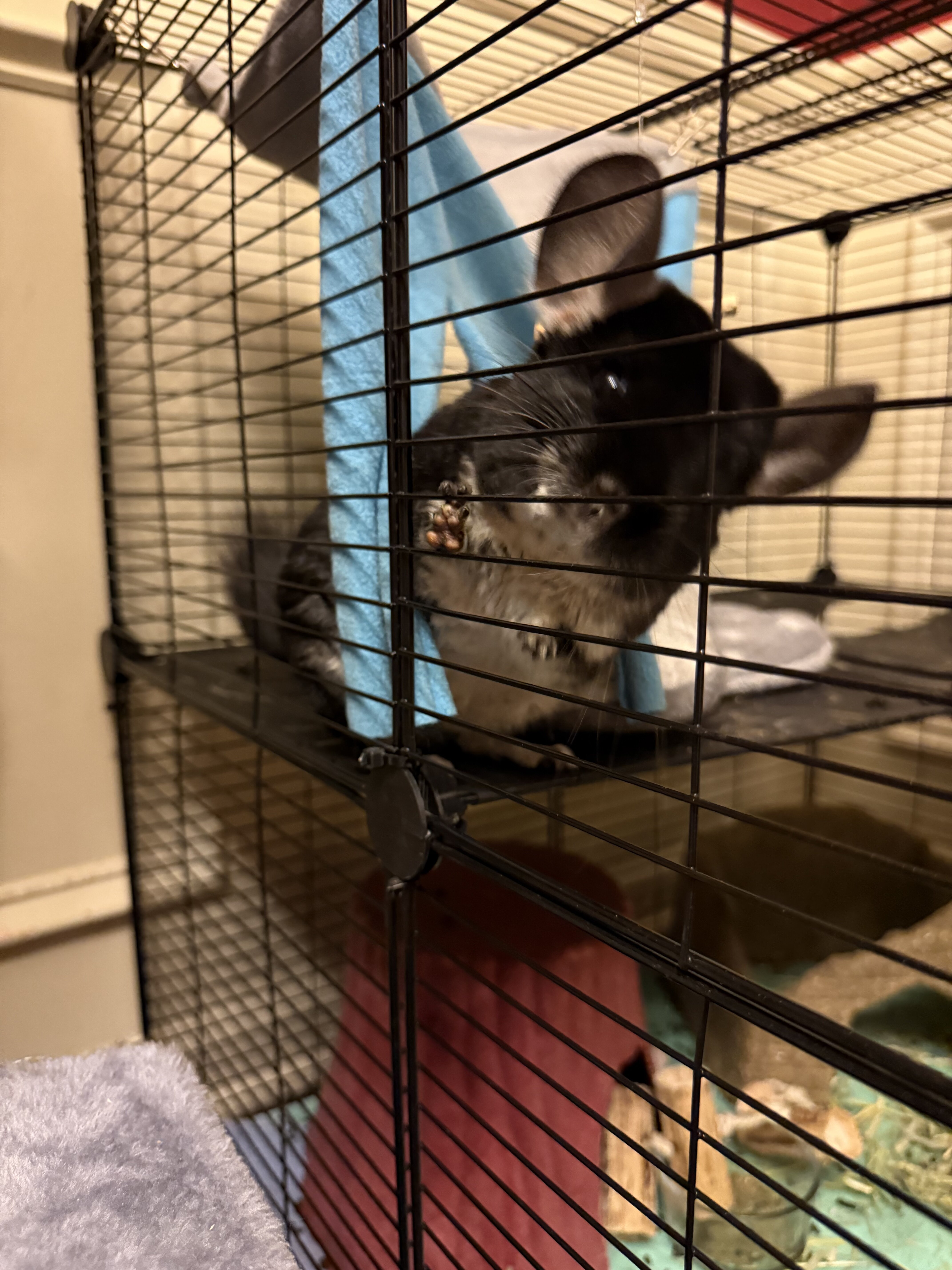 Chinchillas image 2