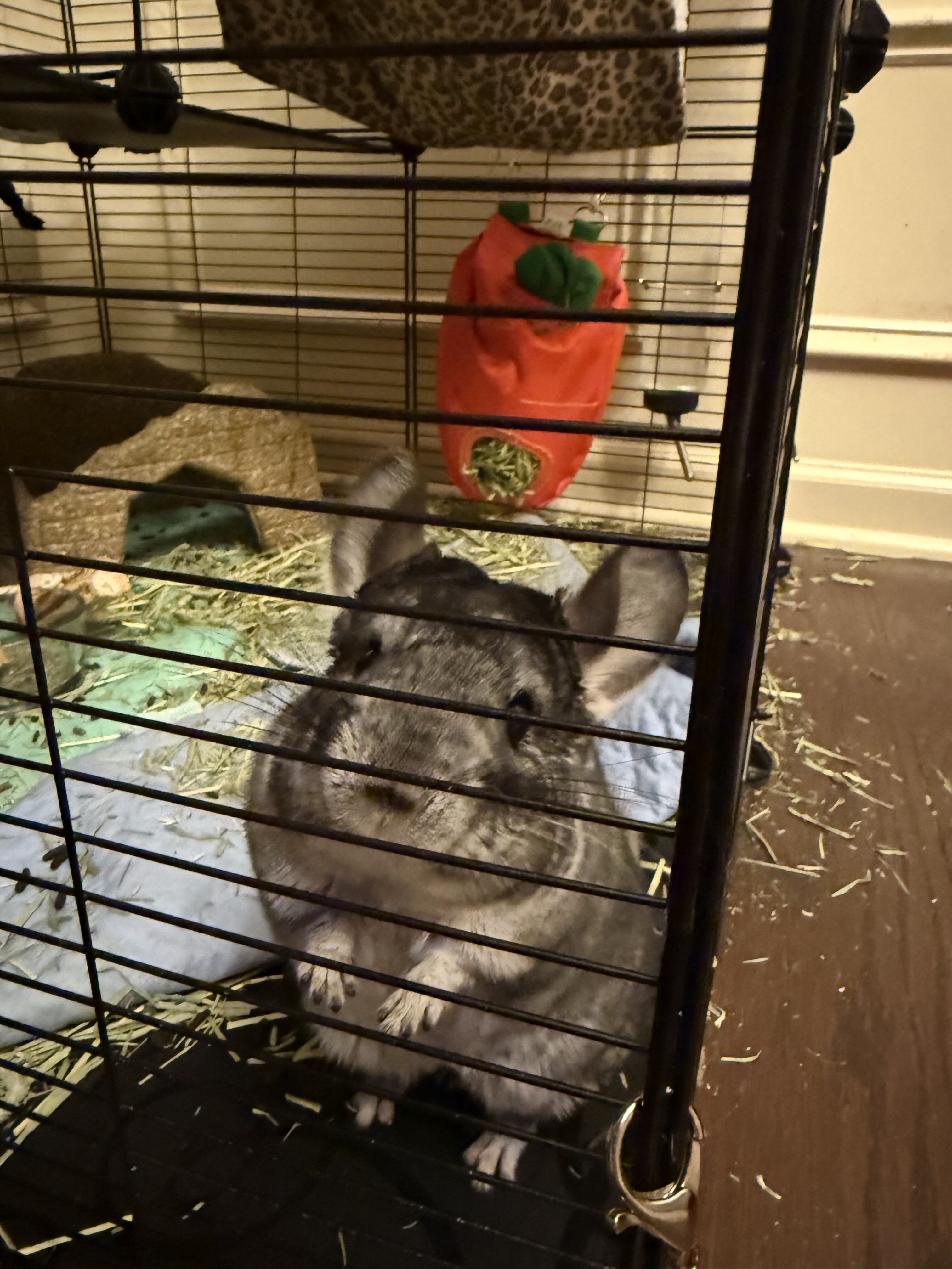 Chinchillas image 1