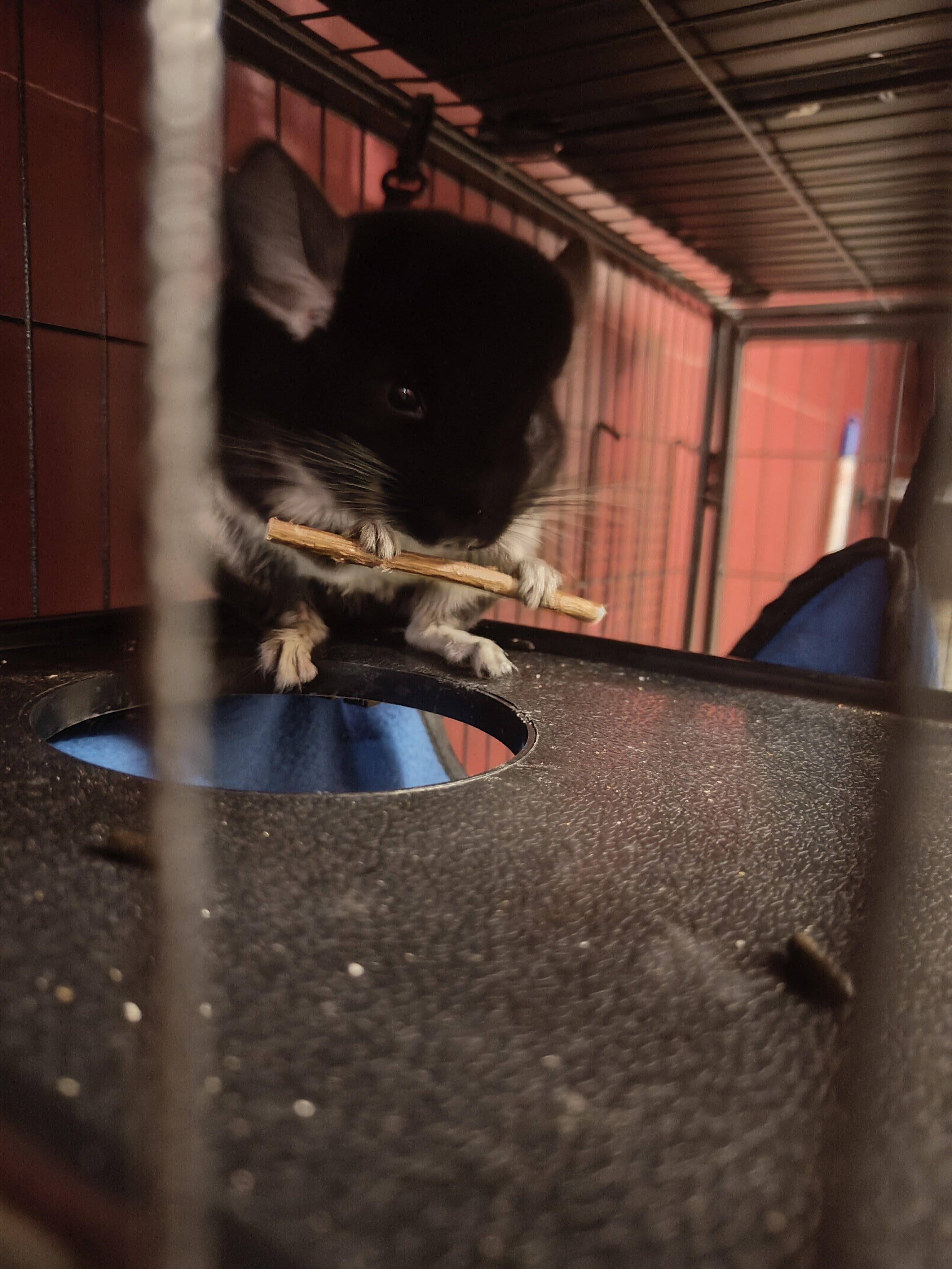 Chinchillas image 5