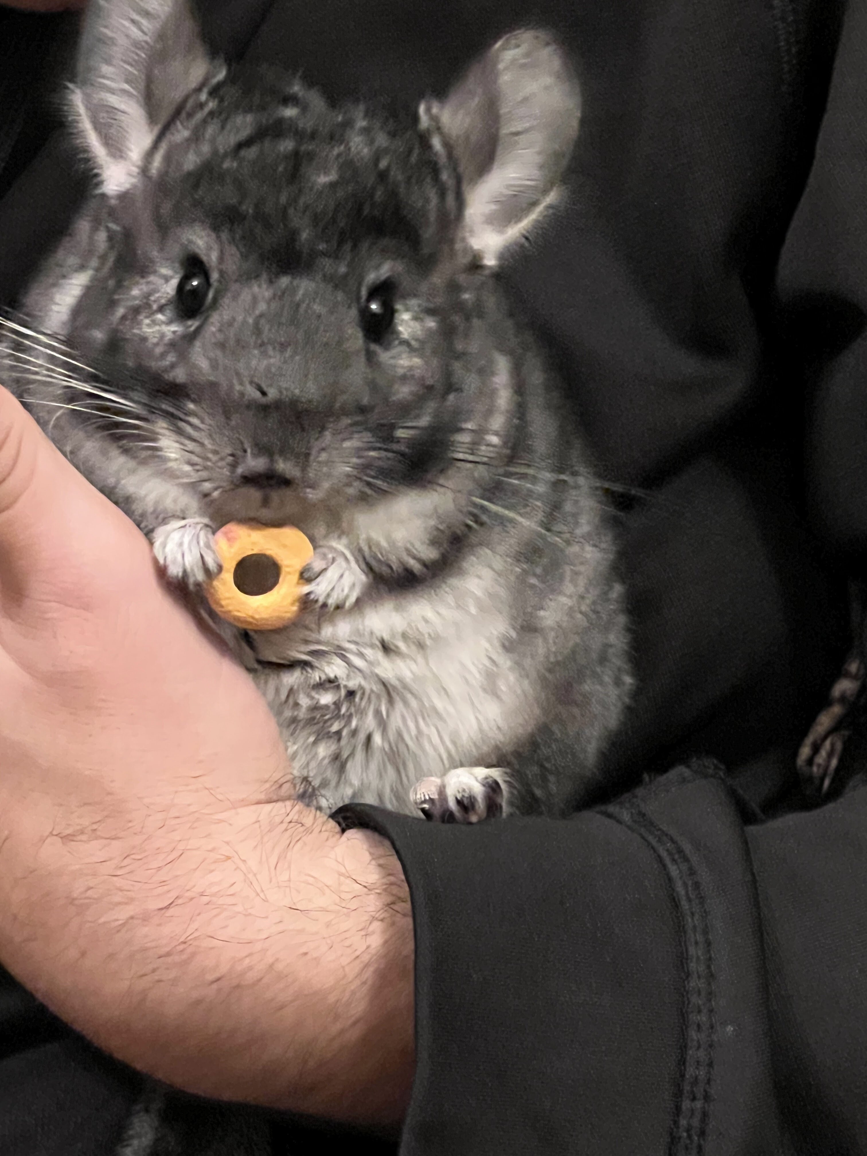 Chinchillas image 6