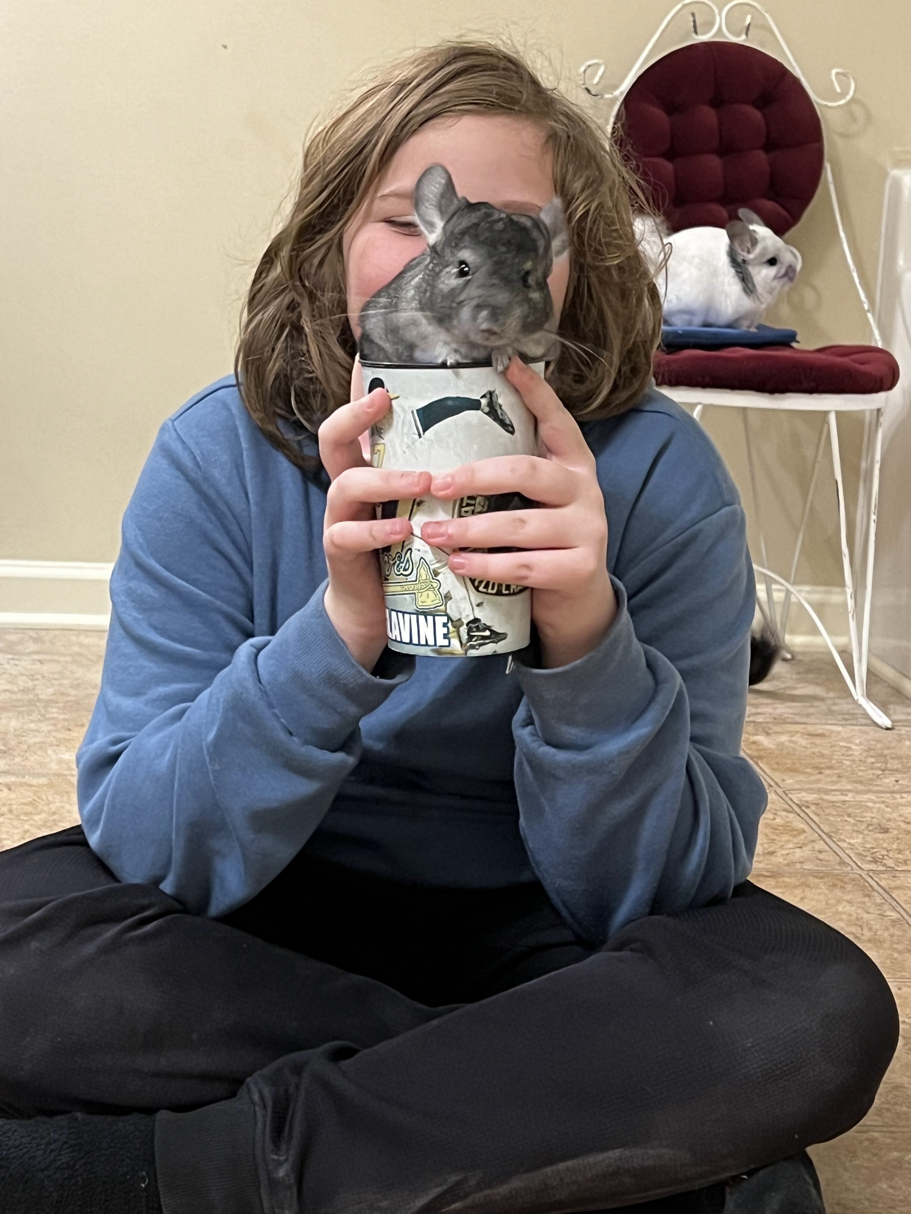 Chinchillas image 4