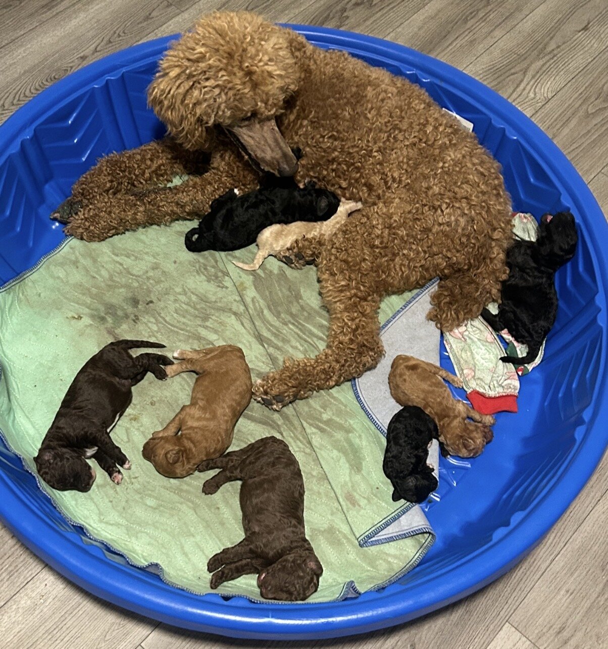 Standard poodle puppies image 10