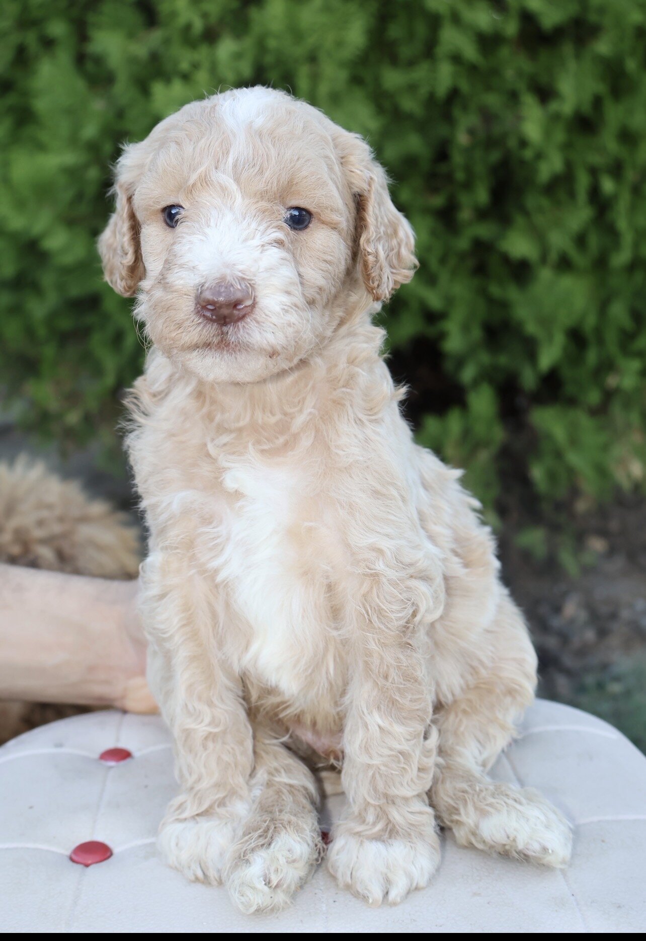 Standard poodle puppies image 1
