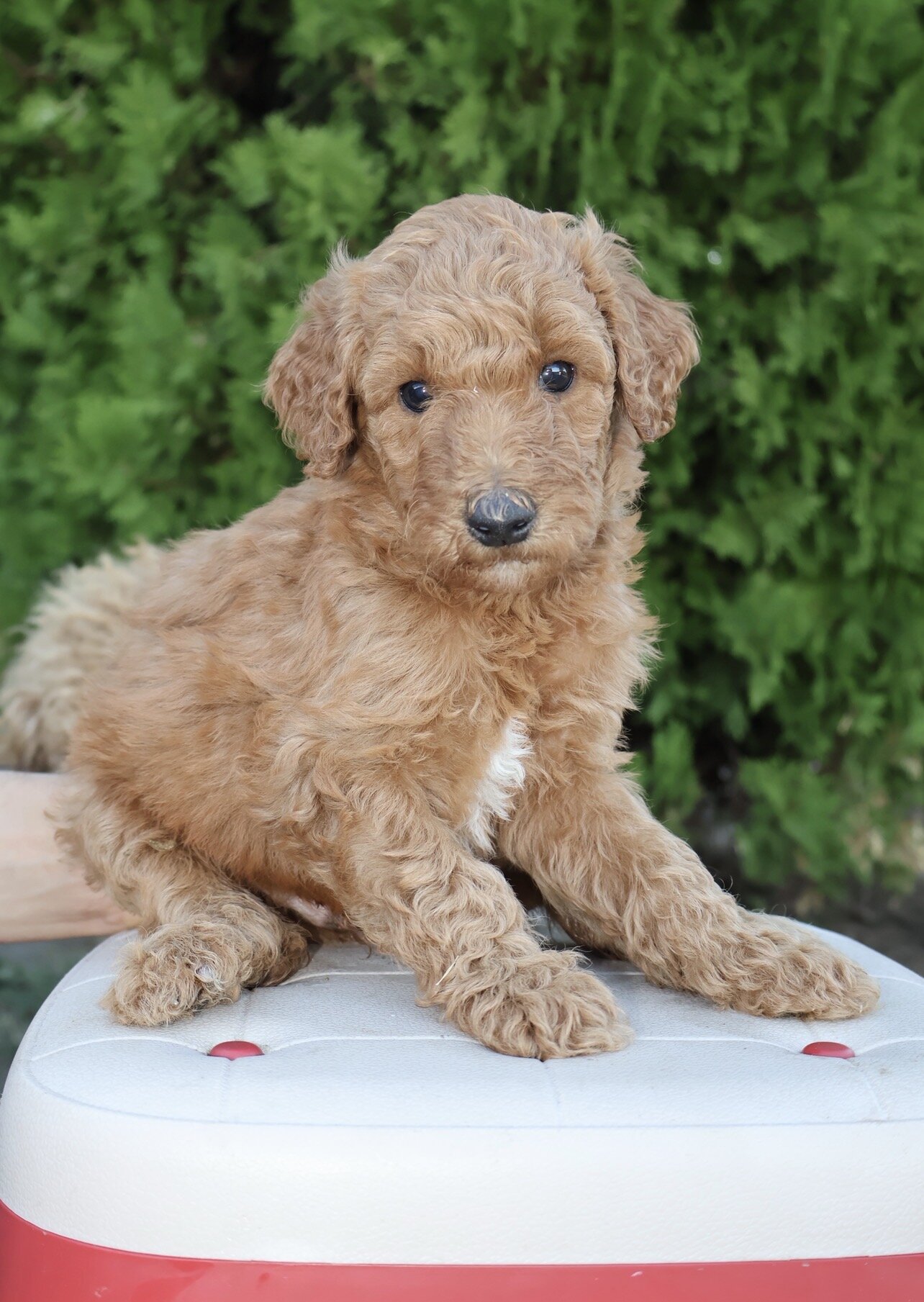 Standard poodle puppies image 2
