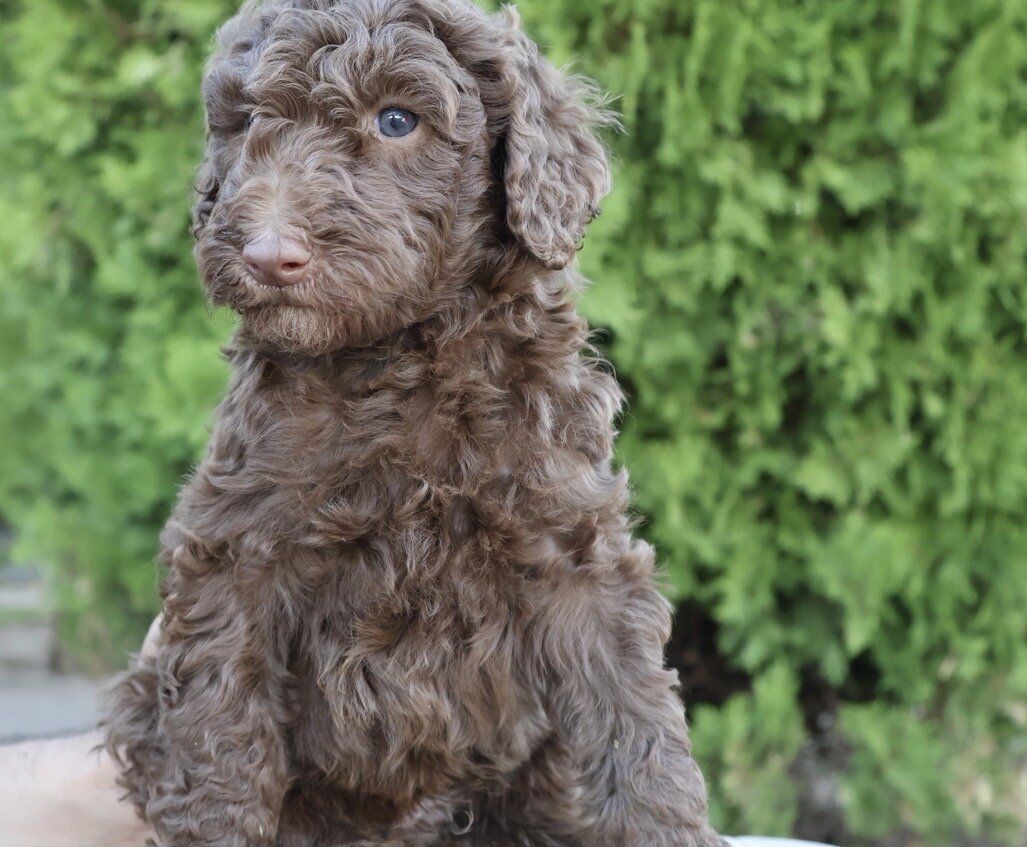 Standard poodle puppies image 3