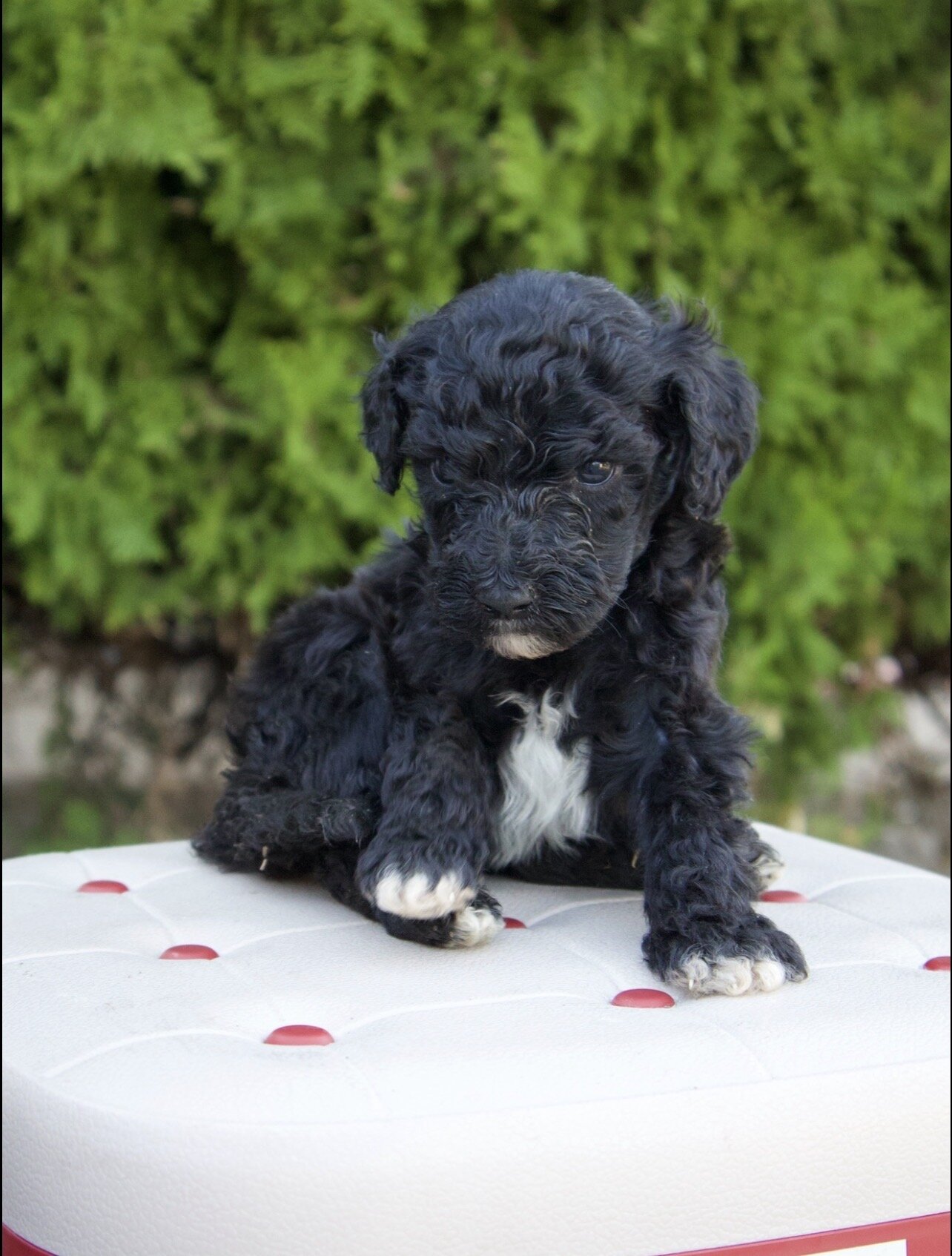 Standard poodle puppies image 4