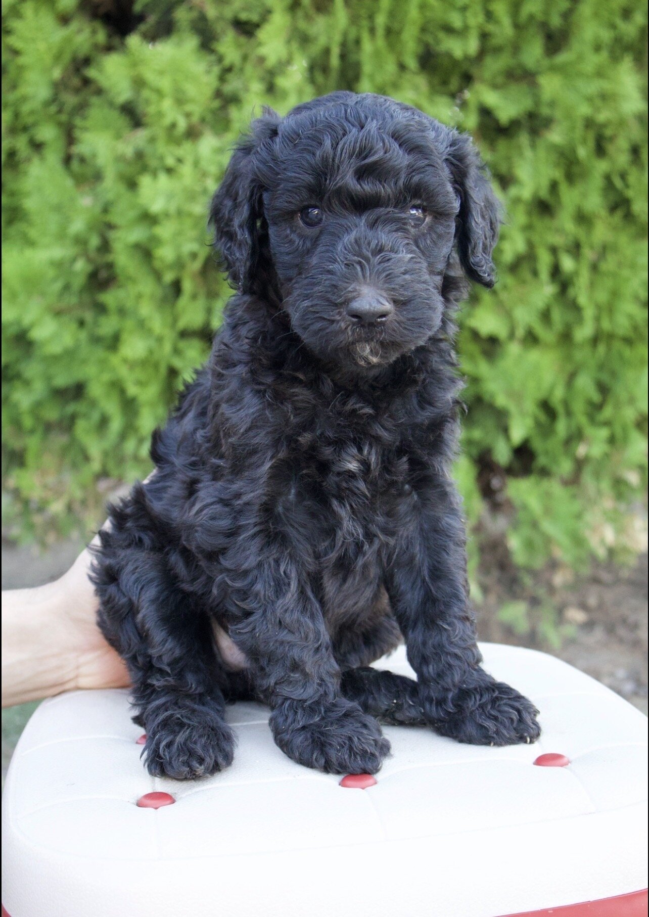 Standard poodle puppies image 5