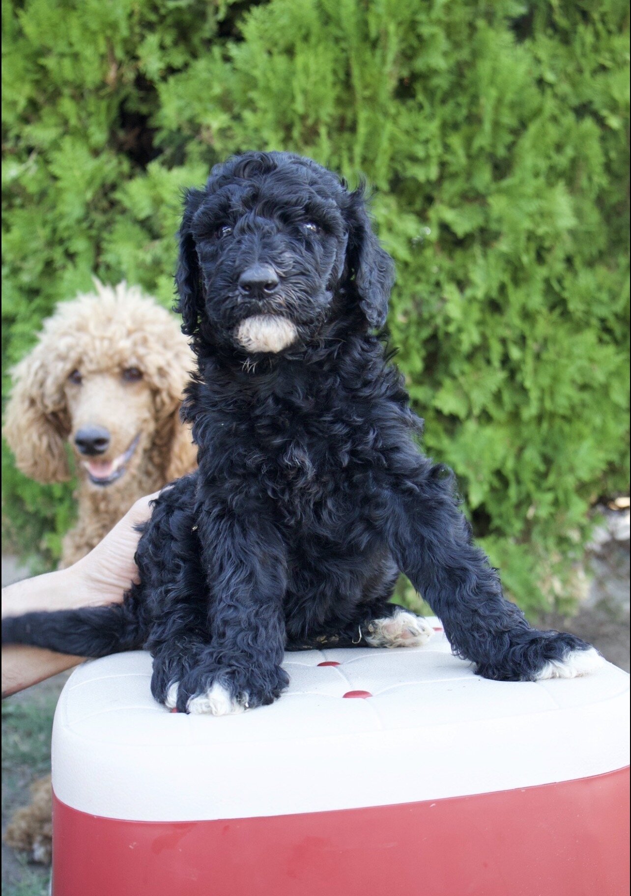 Standard poodle puppies image 6