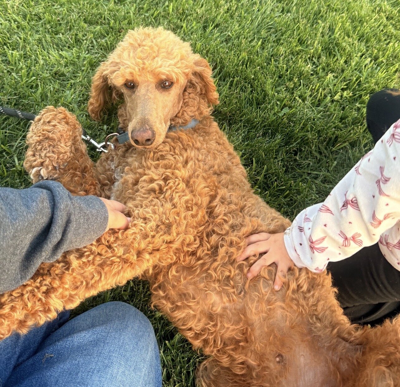 Standard poodle puppies image 7