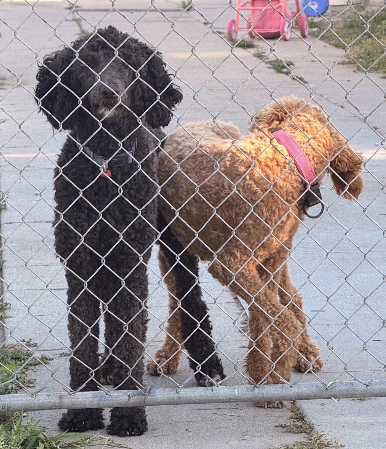 Standard poodle puppies image 8