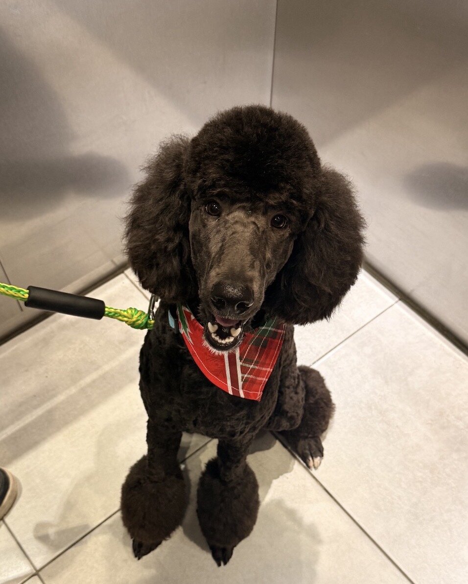 Standard poodle puppies image 9