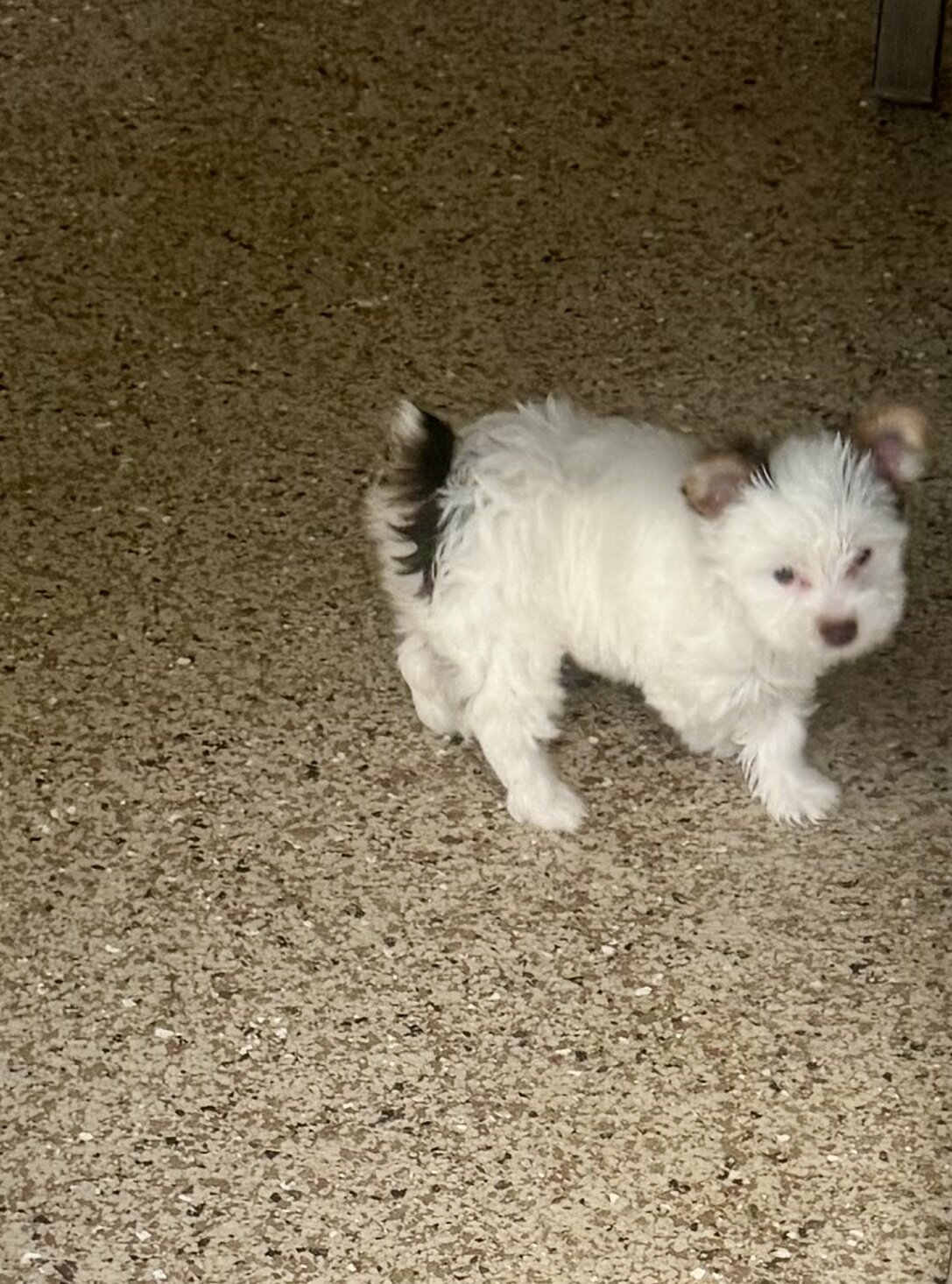 YORKSHIRE TERRIER PUPPY image 1