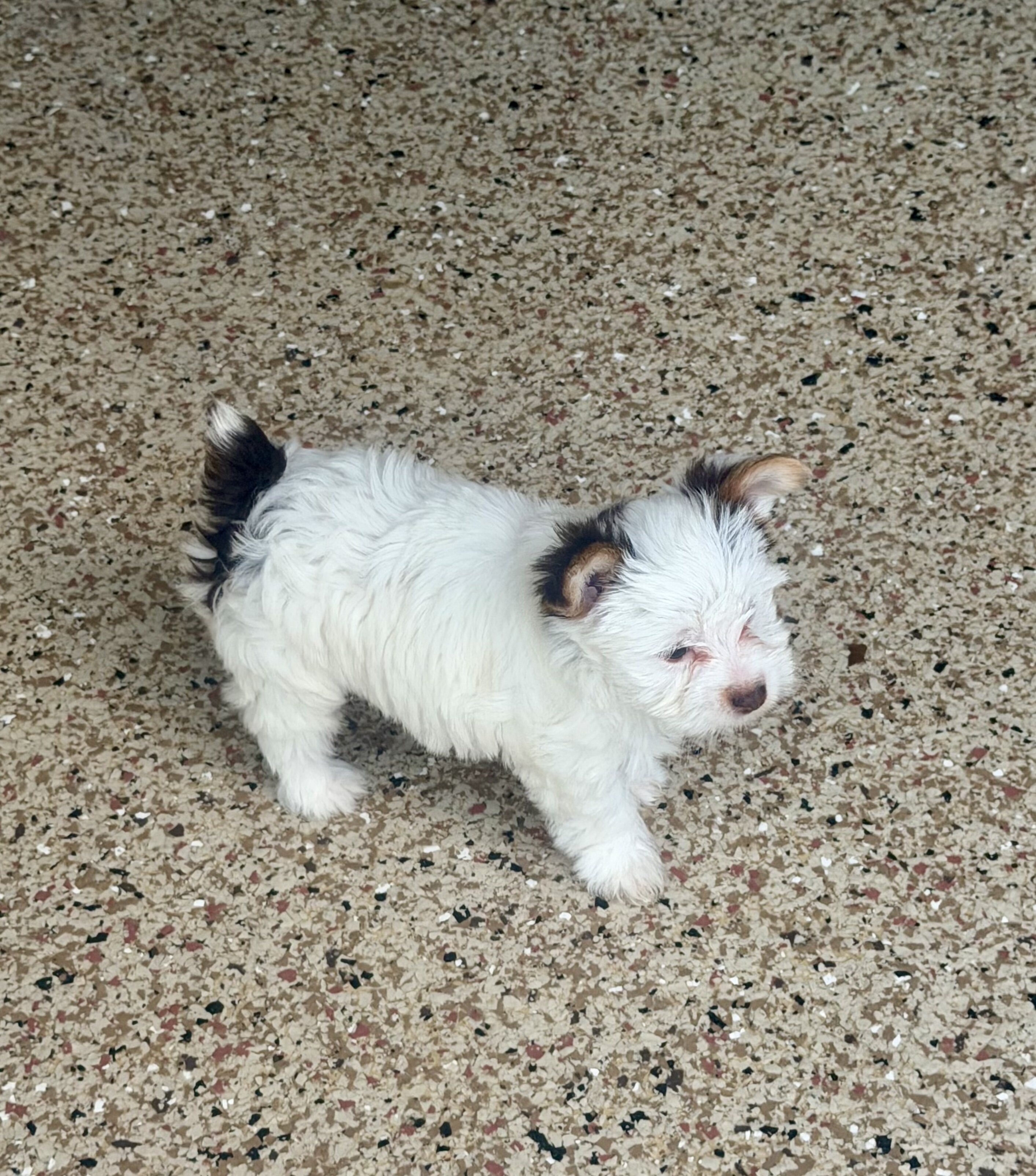 YORKSHIRE TERRIER PUPPY image 2