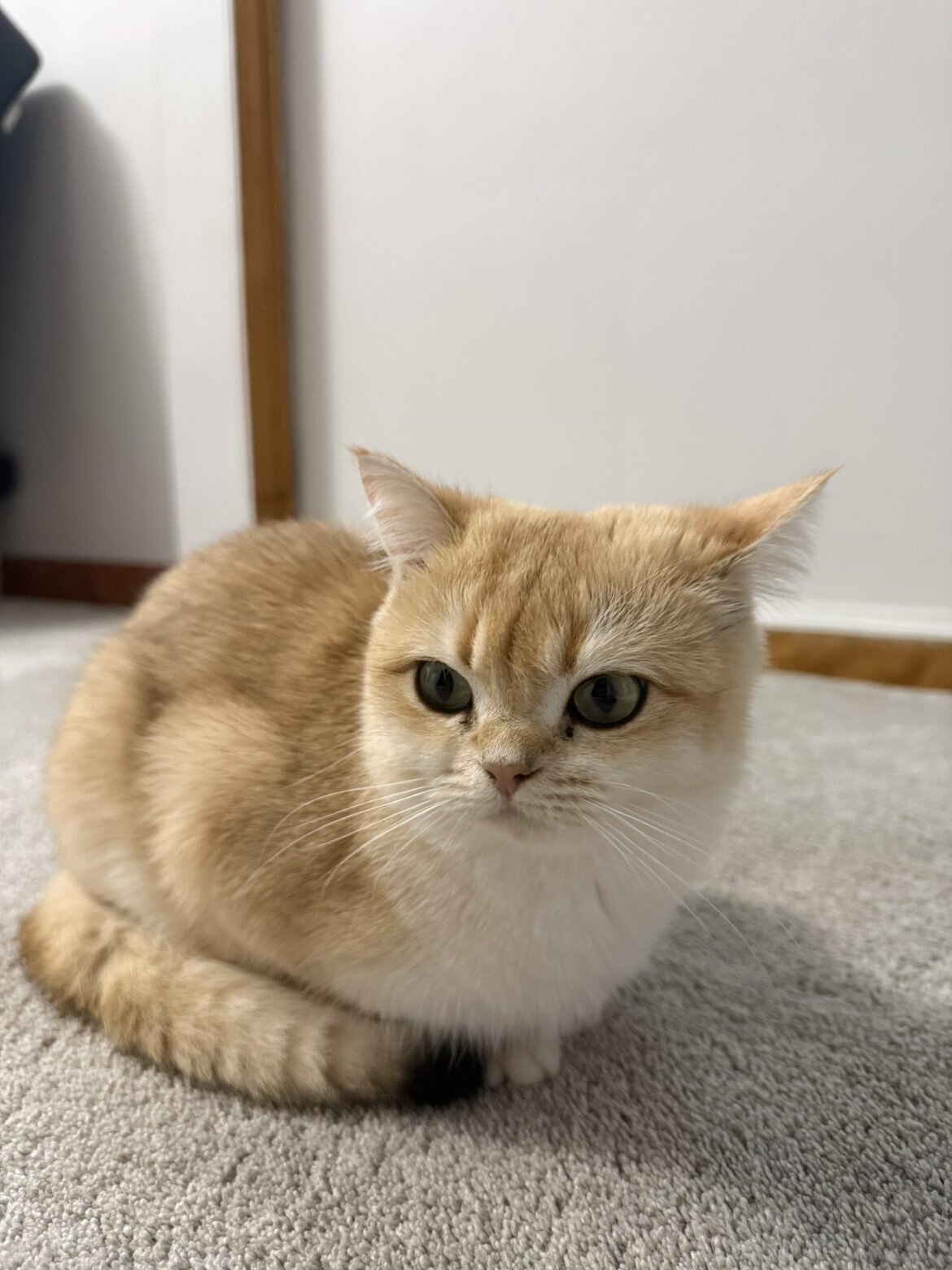 British shorthair image 1